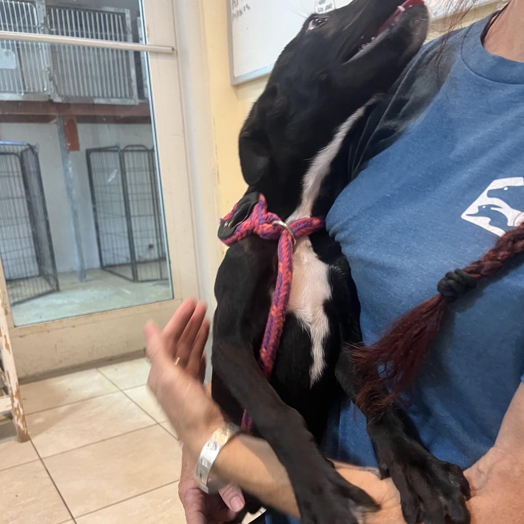 Enlarge Hudson, a Adoptable Feist in Northbrook, IL image 1/6