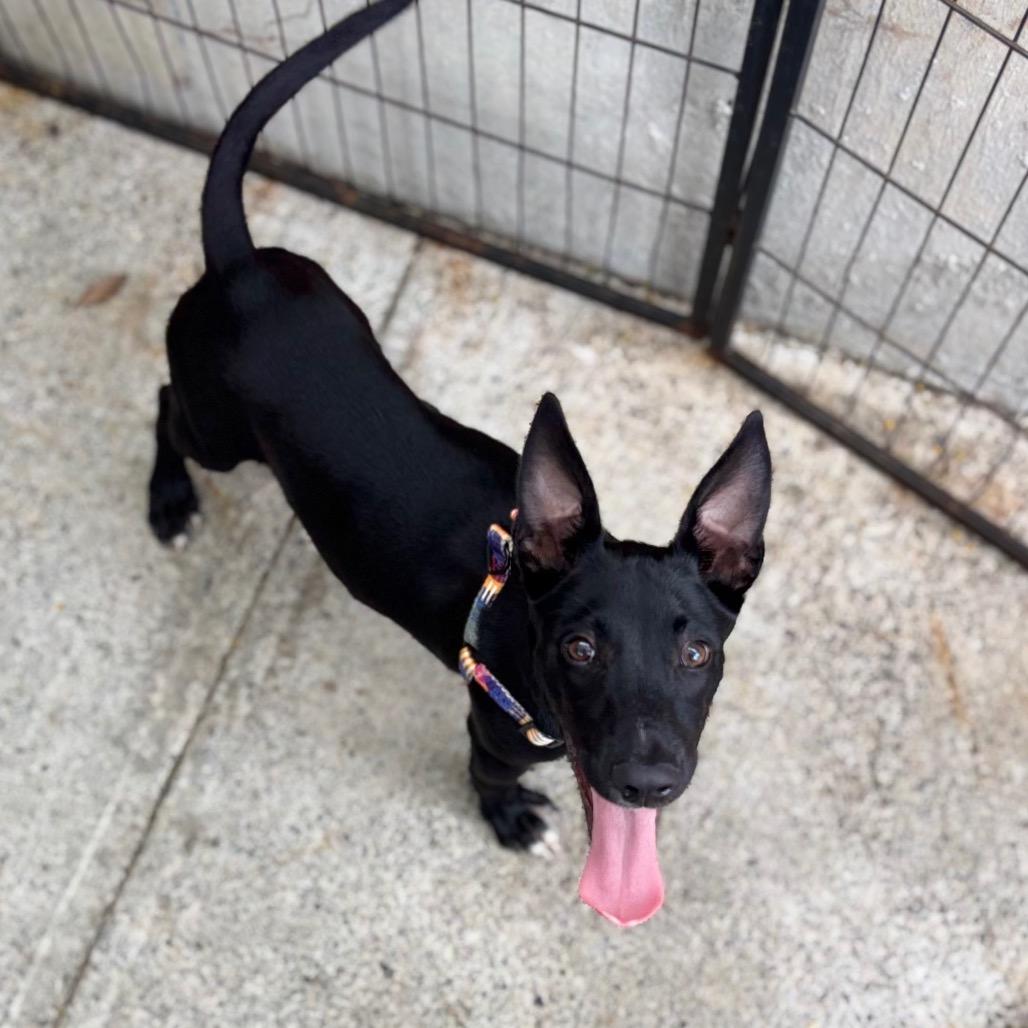 Enlarge Hudson, a Adoptable Feist in Northbrook, IL image 2/6
