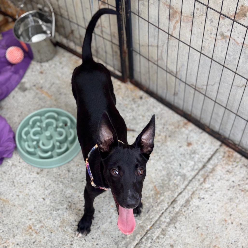 Enlarge Hudson, a Adoptable Feist in Northbrook, IL image 4/6