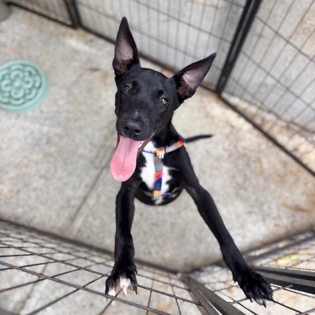 Enlarge Hudson, a Adoptable Feist in Northbrook, IL image 5/6