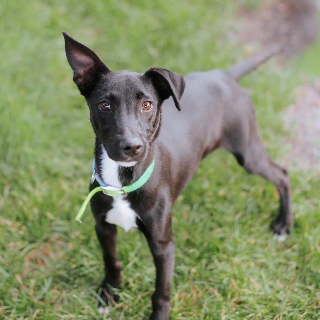 Enlarge Hudson, a Adoptable Feist in Northbrook, IL image 6/6