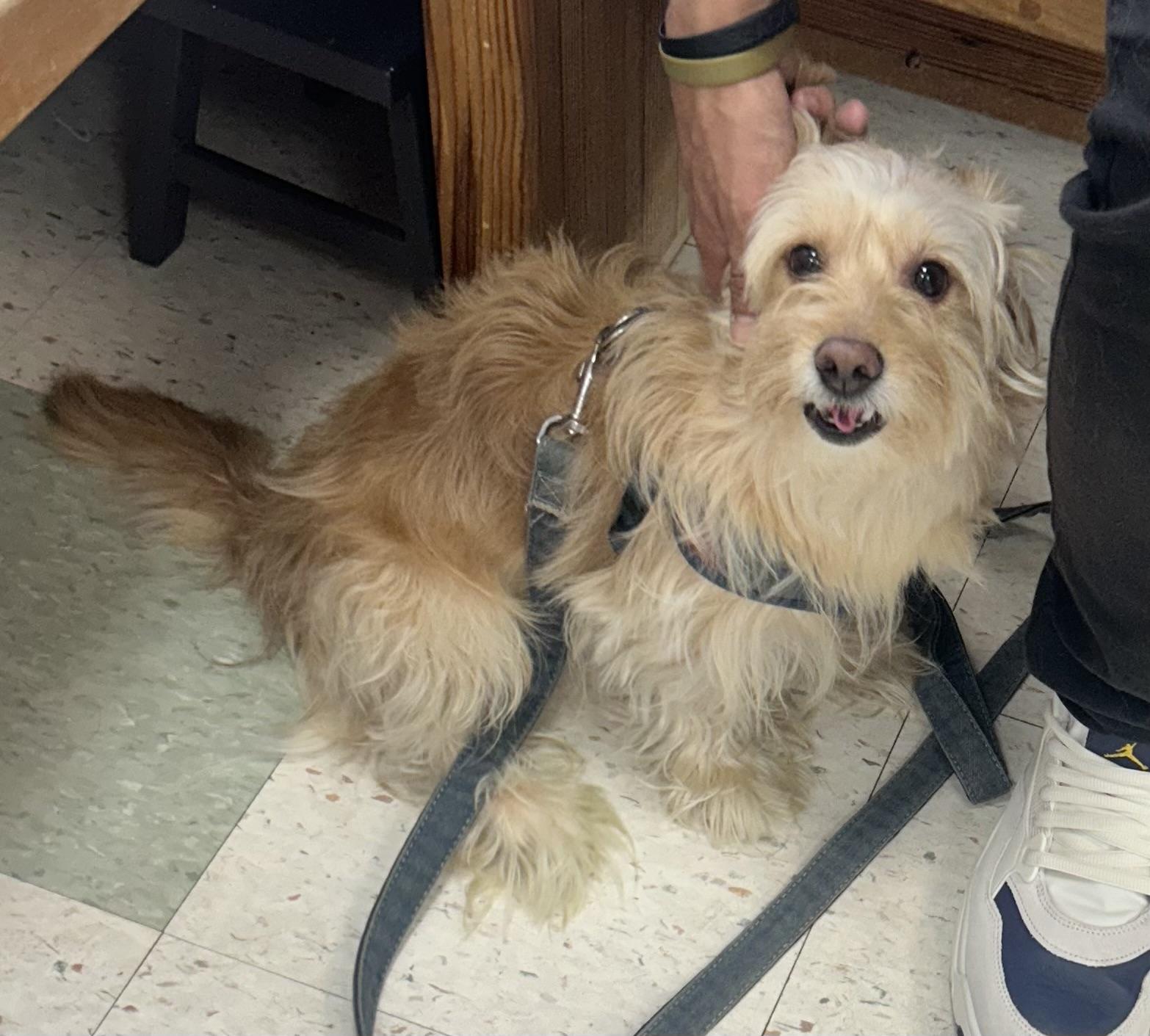 King of Scruffiness, Adoptable, Young Male Wirehaired Dachshund & Cairn Terrier.