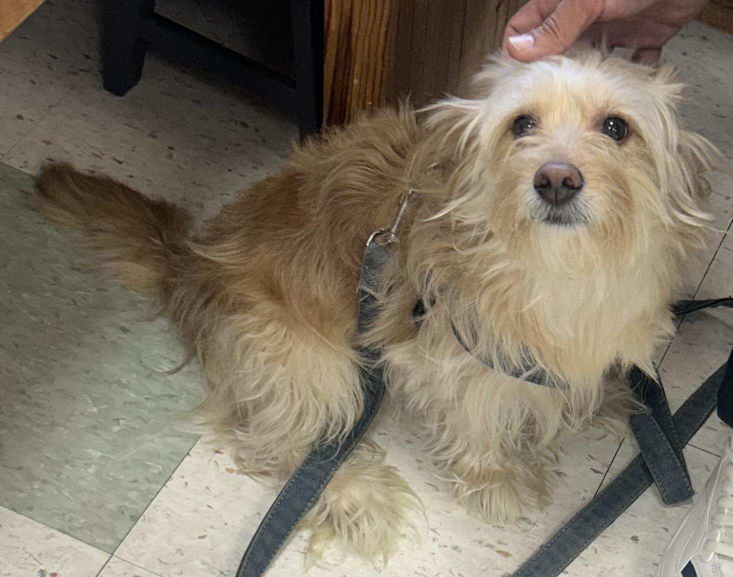 Enlarge King of Scruffiness, a Adoptable mixed breed in Oak Ridge, NJ image 3/3