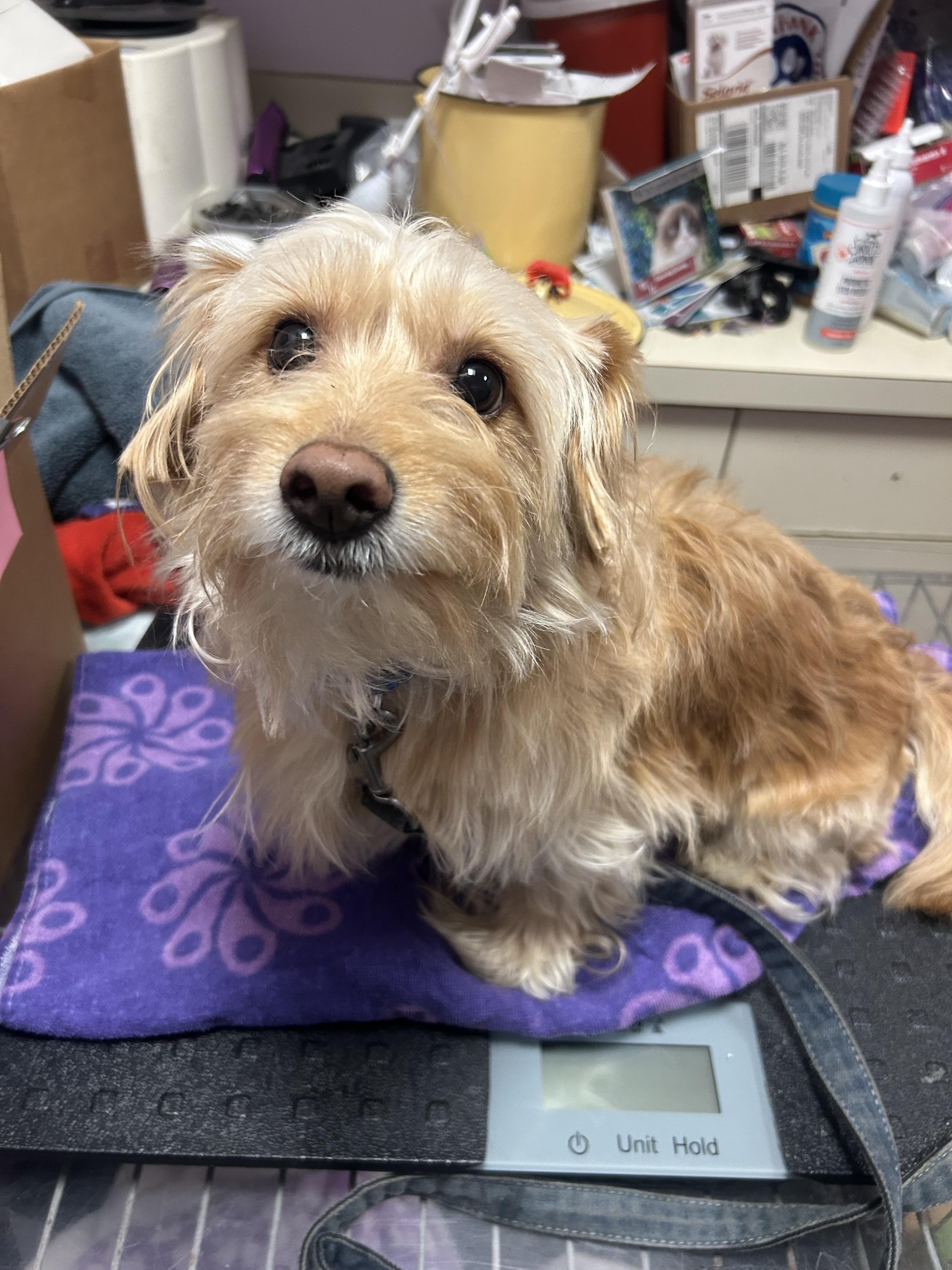 Enlarge King of Scruffiness, a Adoptable mixed breed in Oak Ridge, NJ image 2/3
