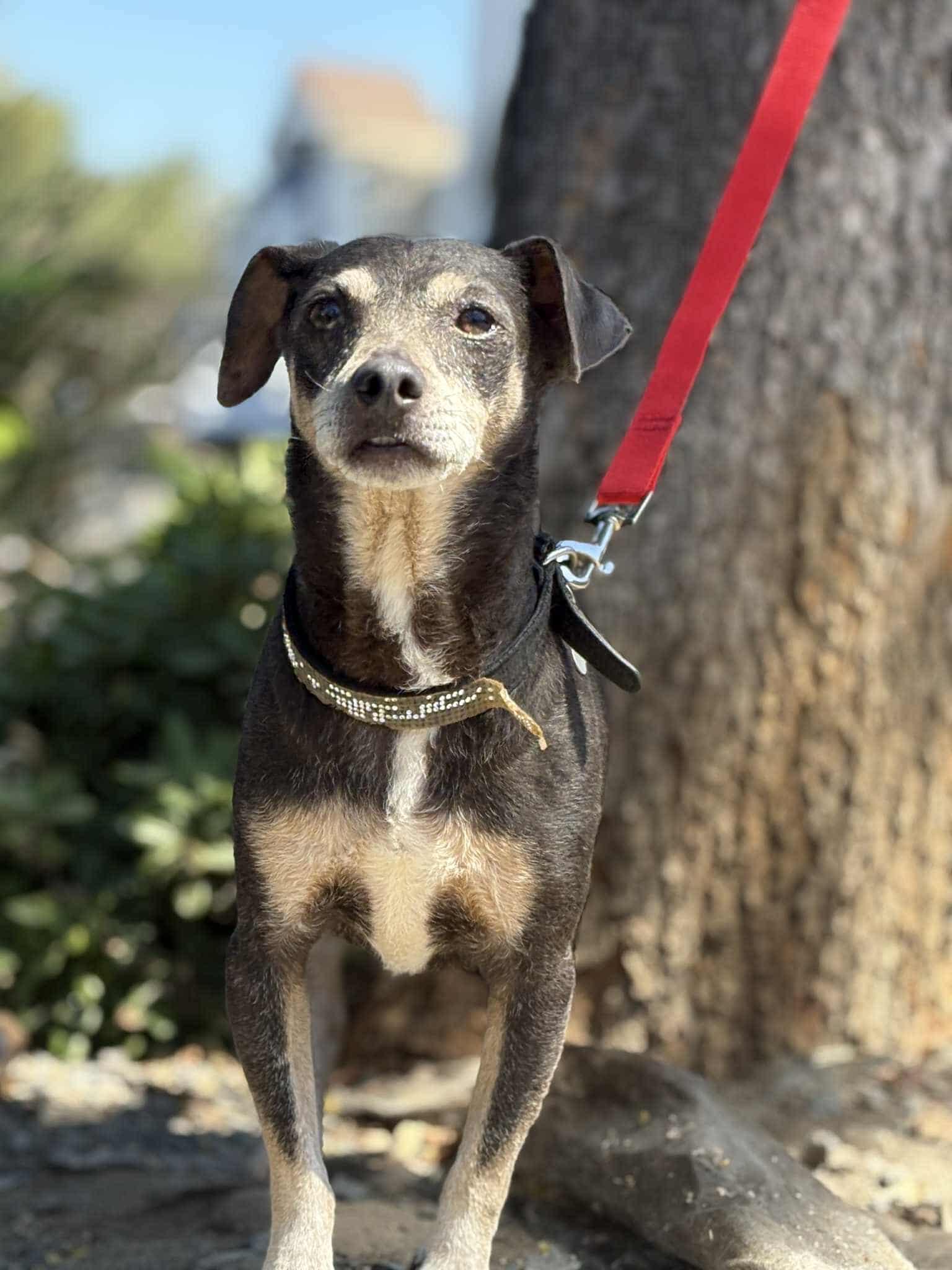 Huey, a Adoptable Chihuahua in Visalia, CA image 1/3