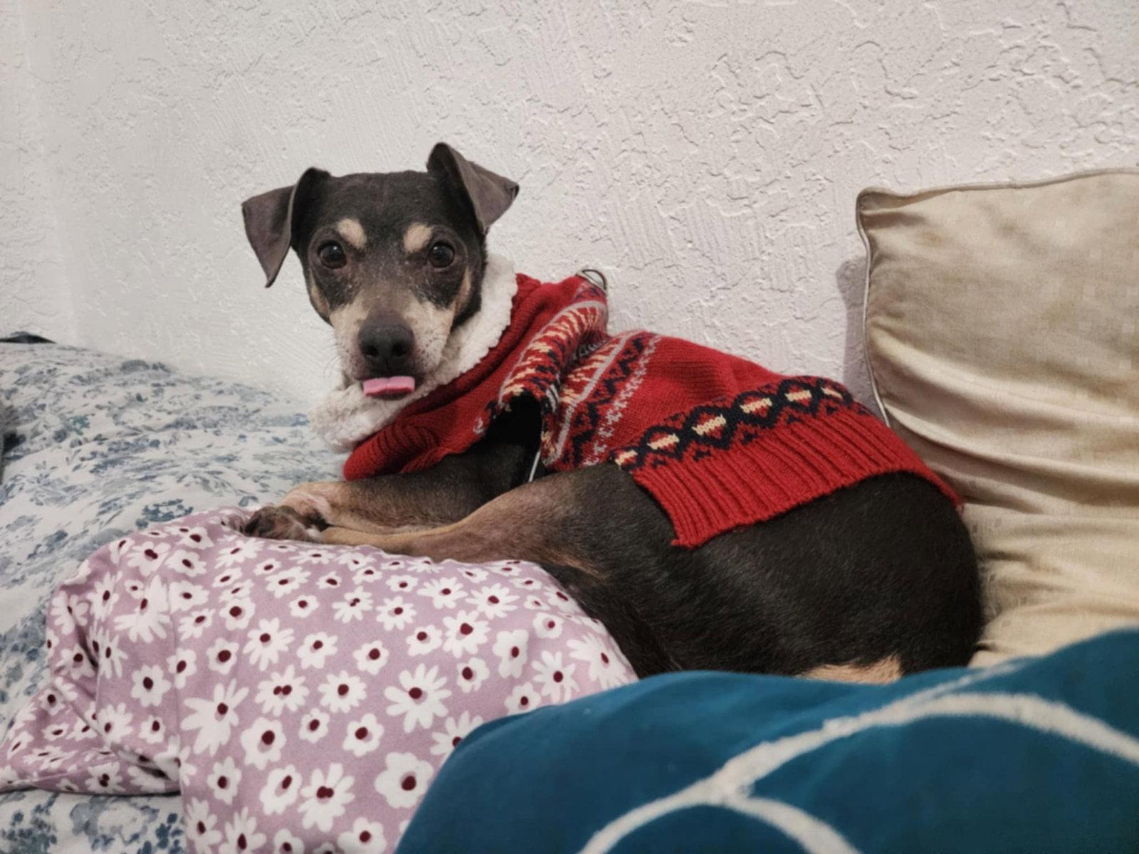 Huey, a Adoptable Chihuahua in Visalia, CA image 3/3