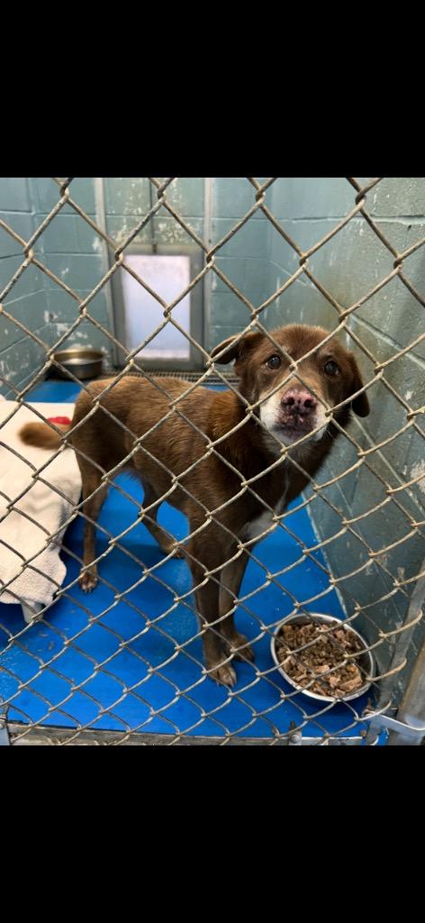 Enlarge Raider In Foster, a Adoptable mixed breed in Danielsville, GA image 1/1