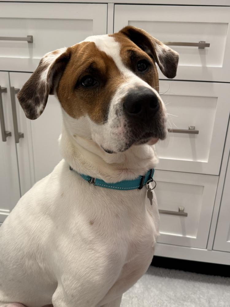 Enlarge Odie Bruiser, a Adoptable mixed breed in Boston, MA image 1/6