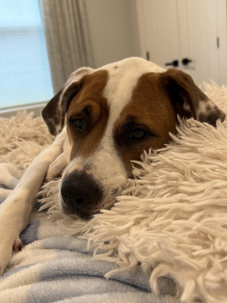 Enlarge Odie Bruiser, a Adoptable mixed breed in Boston, MA image 2/6