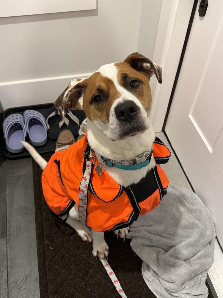 Enlarge Odie Bruiser, a Adoptable mixed breed in Boston, MA image 3/6