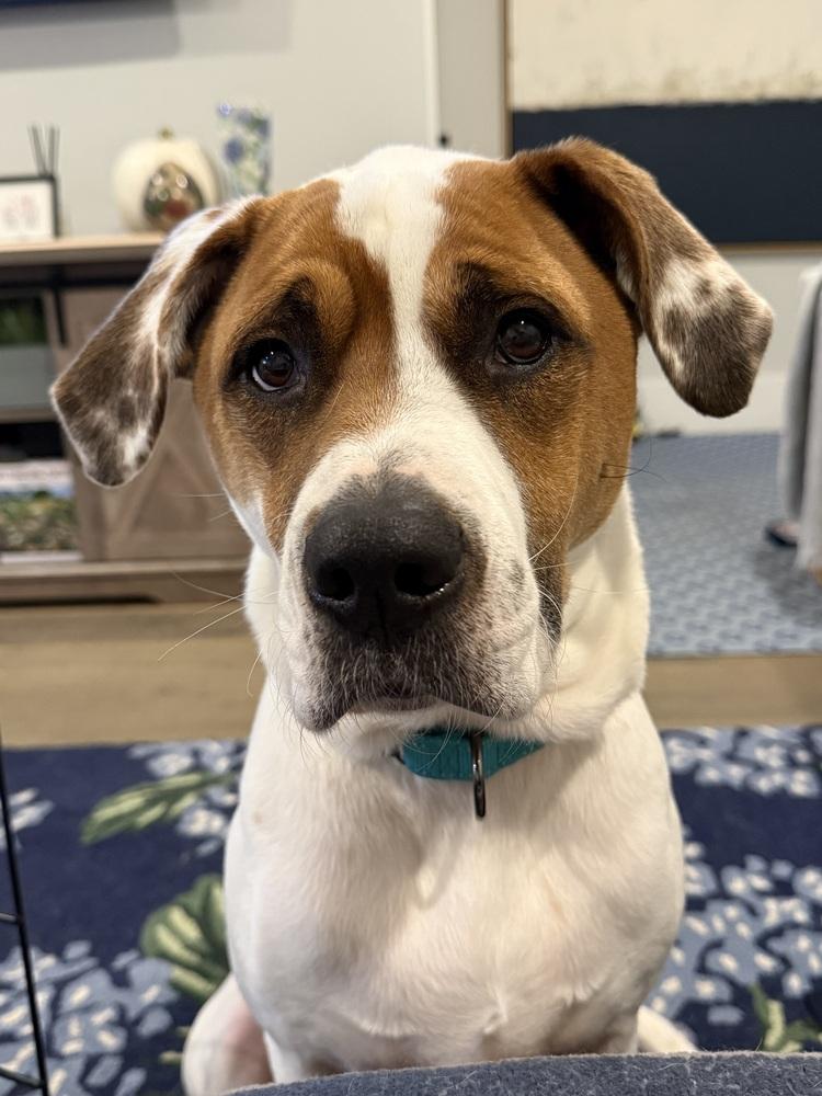 Enlarge Odie Bruiser, a Adoptable mixed breed in Boston, MA image 4/6