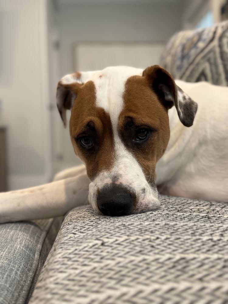 Enlarge Odie Bruiser, a Adoptable mixed breed in Boston, MA image 5/6
