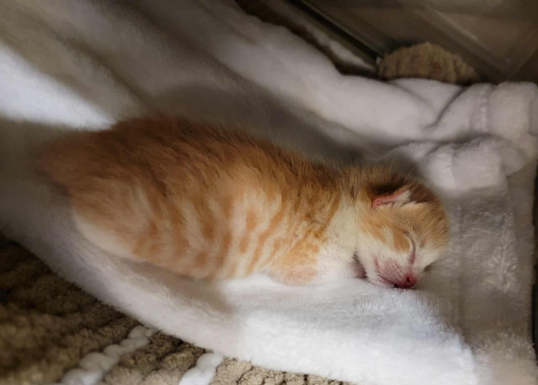 Enlarge Cheeto, a Adopted mixed breed in St Petersburg, FL image 1/5