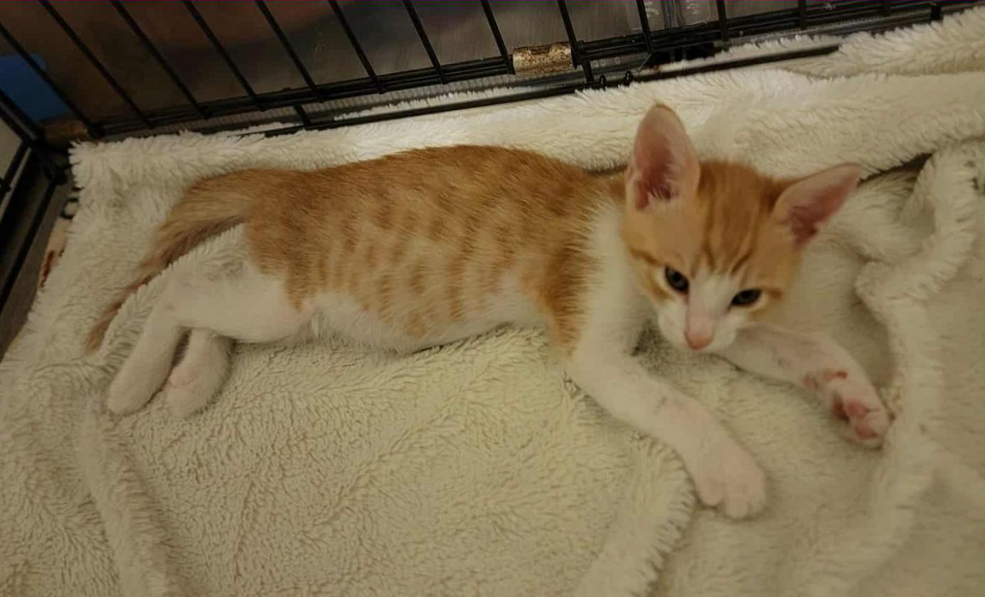 Enlarge Cheeto, a Adopted mixed breed in St Petersburg, FL image 2/5