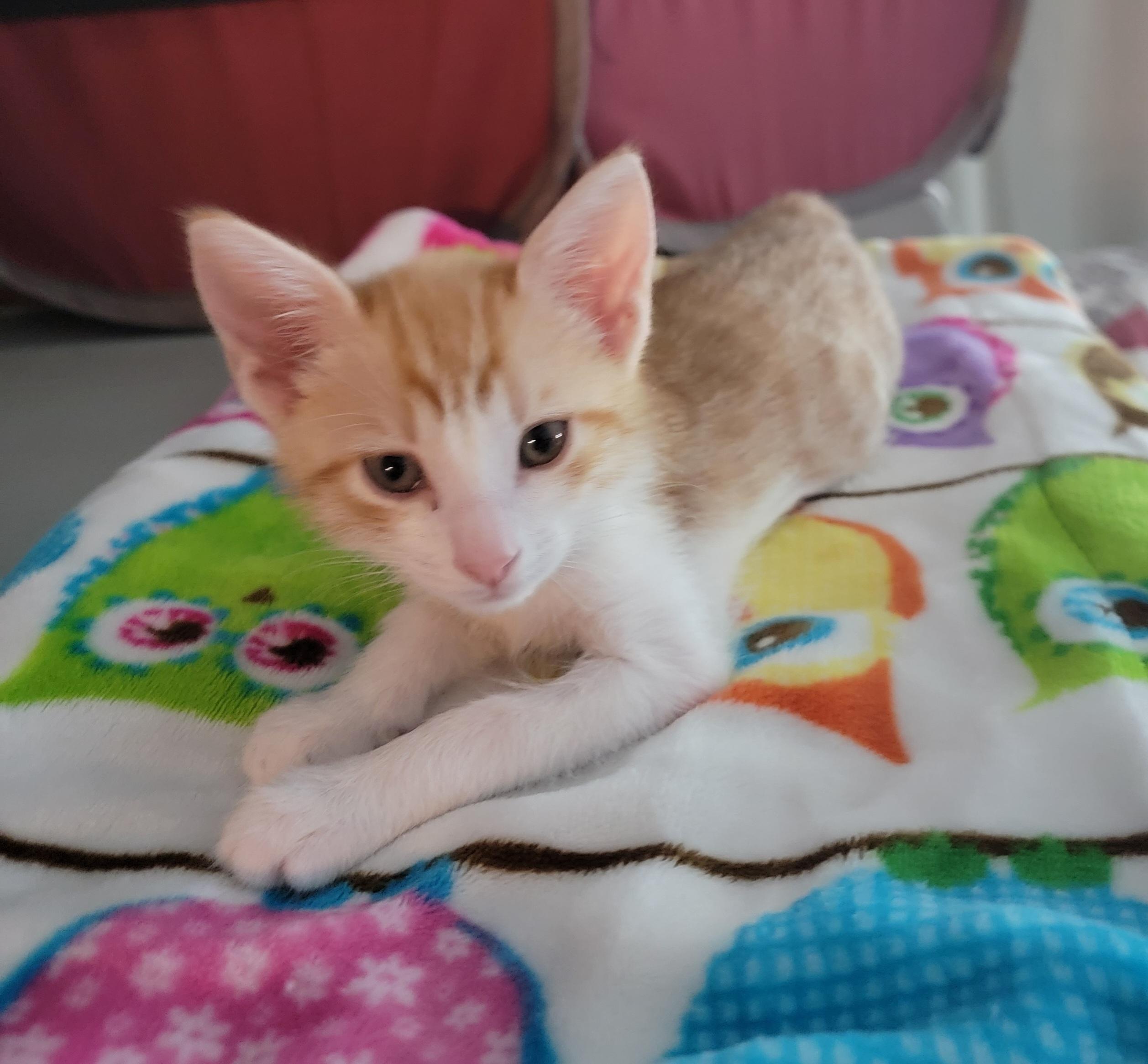 Enlarge Cheeto, a Adopted mixed breed in St Petersburg, FL image 3/5