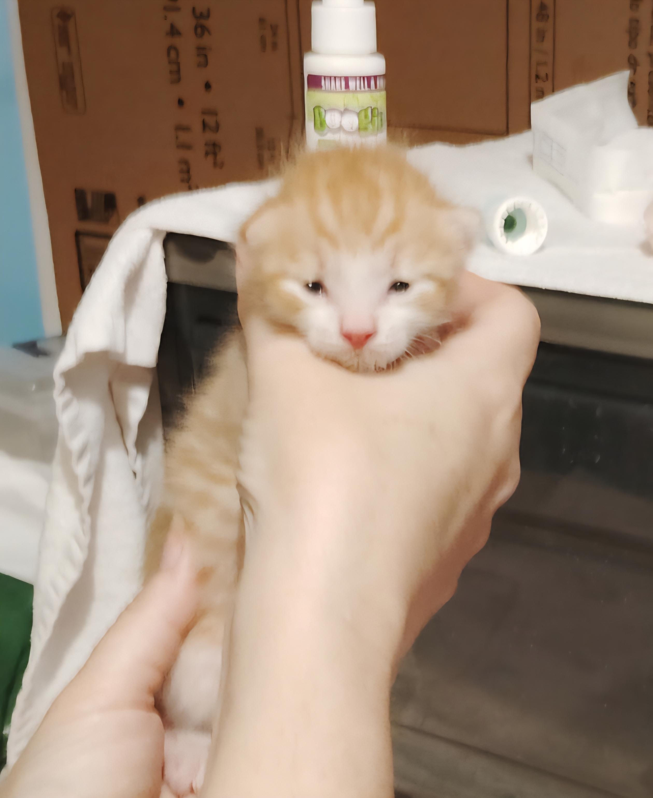 Enlarge Cheeto, a Adopted mixed breed in St Petersburg, FL image 4/5