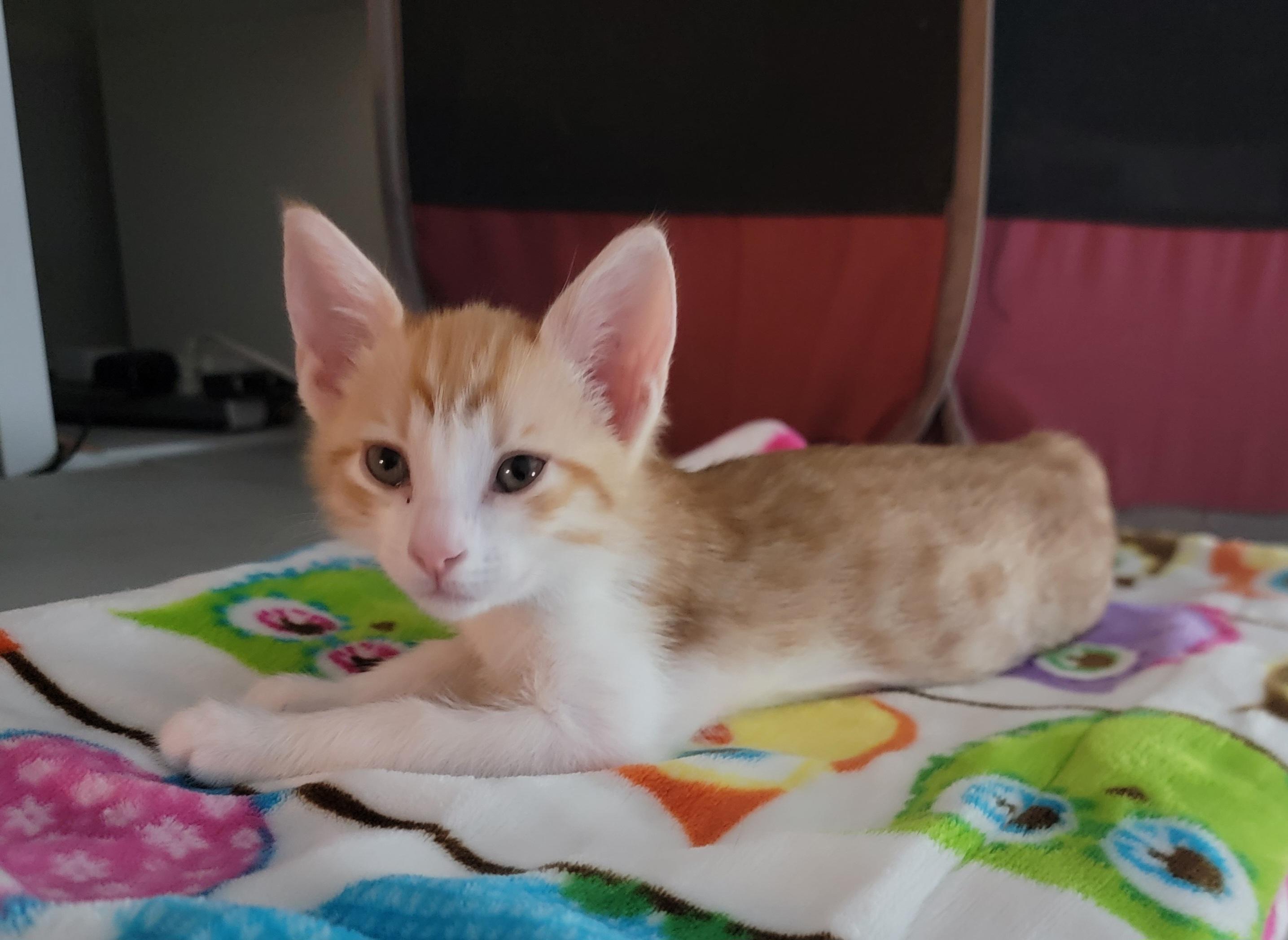 Enlarge Cheeto, a Adopted mixed breed in St Petersburg, FL image 5/5