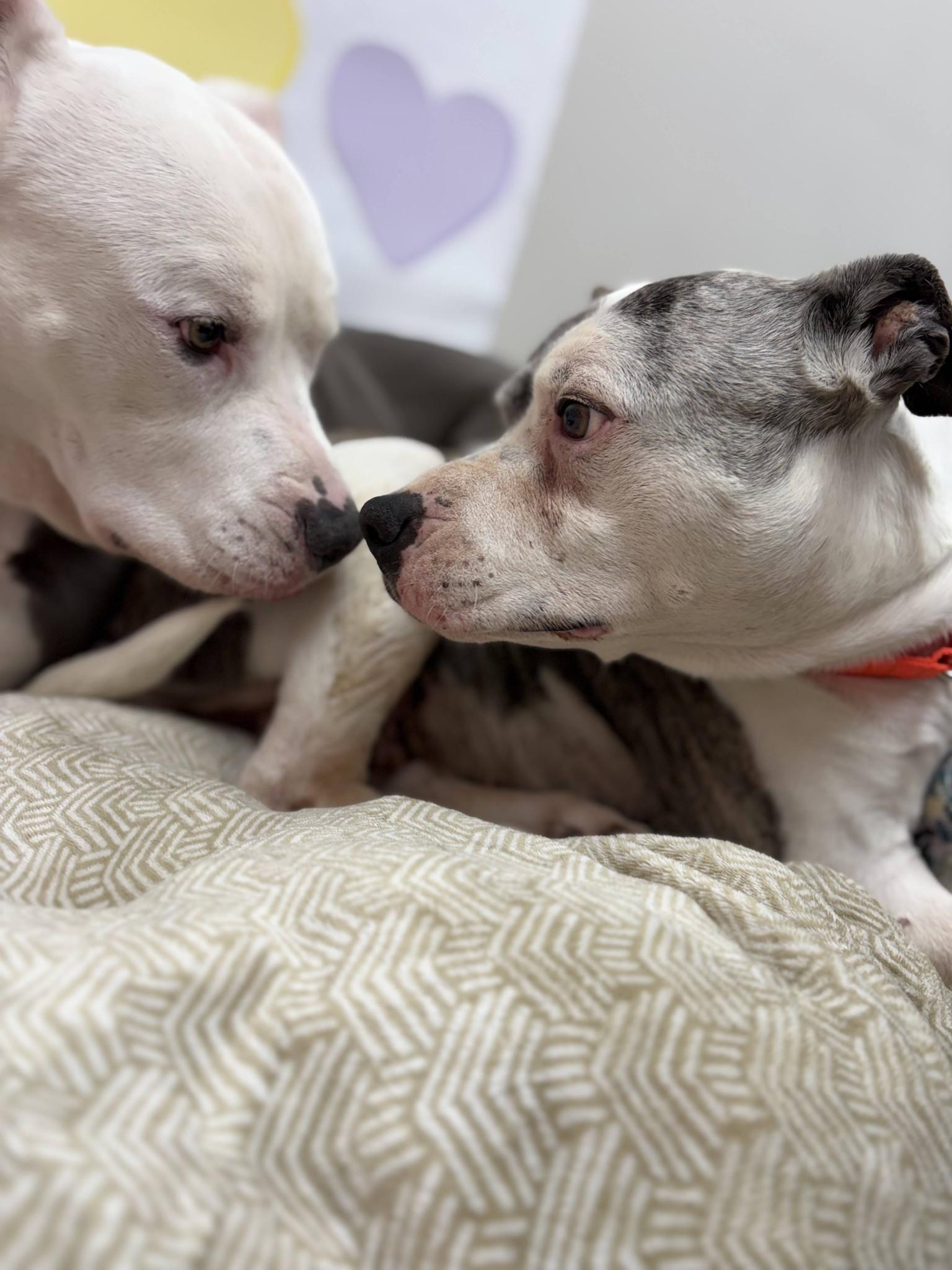Enlarge Adrian, a ADOPTABLE American Staffordshire Terrier in Whitestown, IN image 3/4