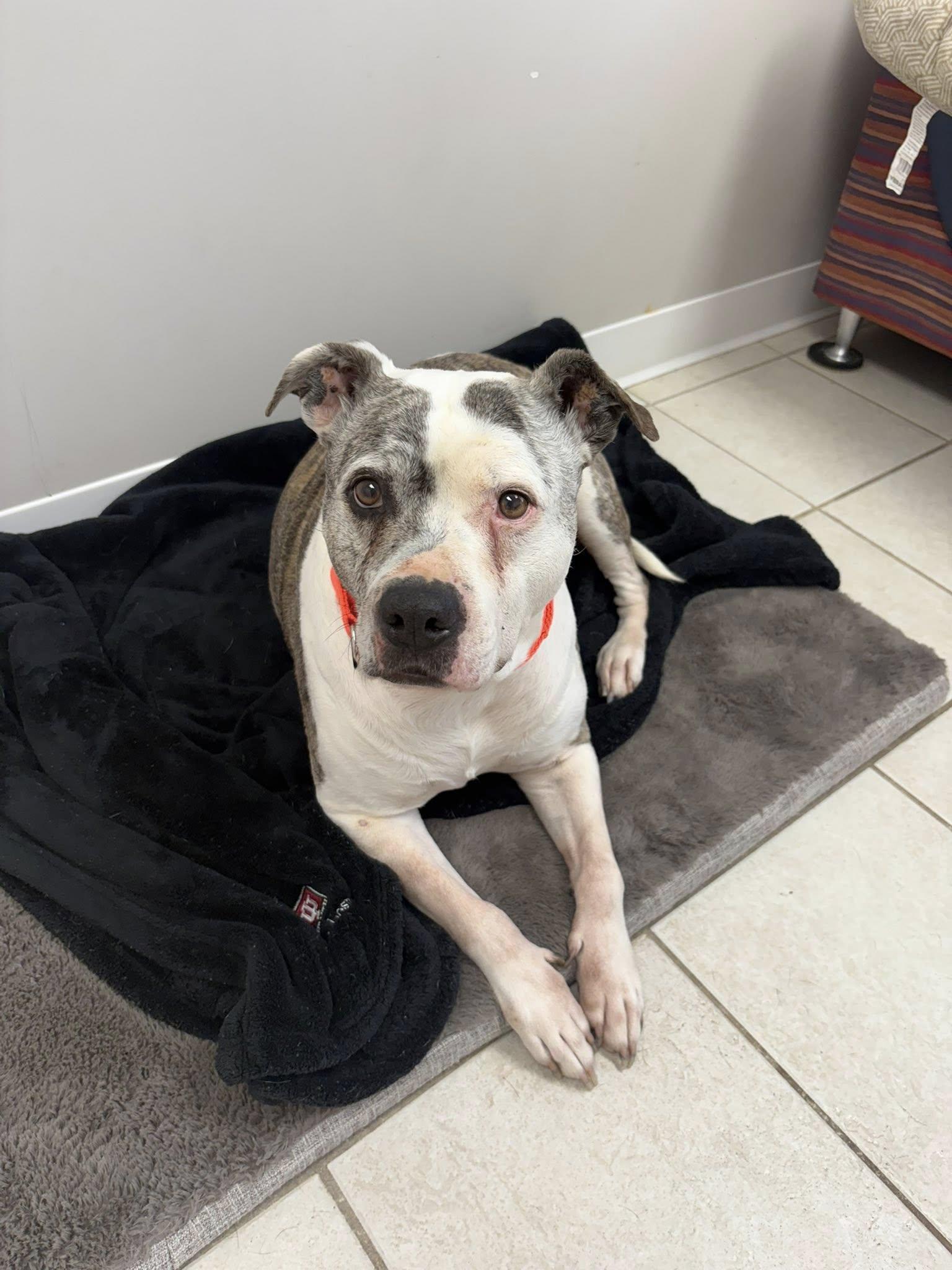 Enlarge Adrian, a ADOPTABLE American Staffordshire Terrier in Whitestown, IN image 1/4