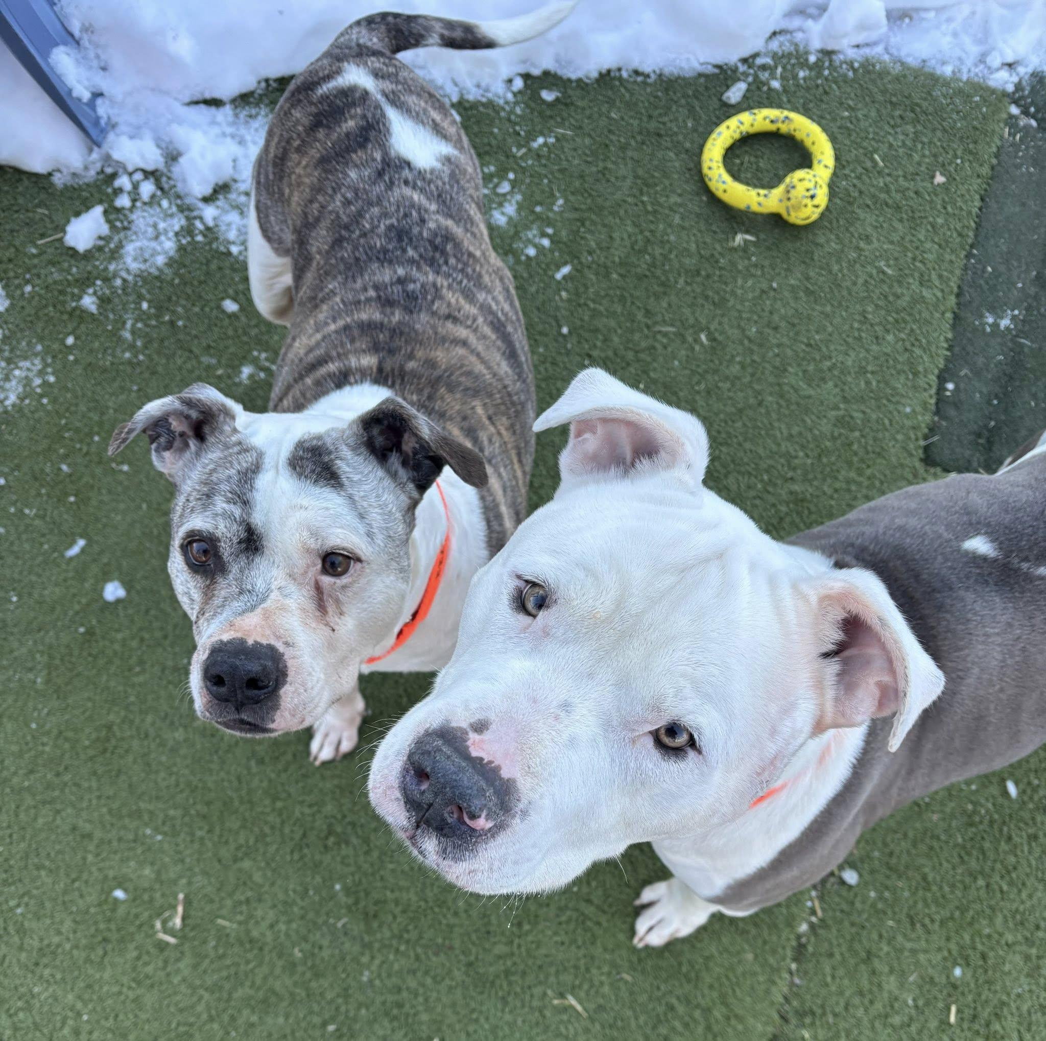 Enlarge Adrian, a ADOPTABLE American Staffordshire Terrier in Whitestown, IN image 4/4