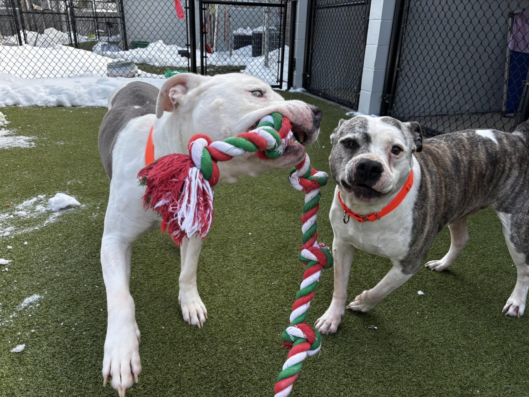 Enlarge Adrian, a ADOPTABLE American Staffordshire Terrier in Whitestown, IN image 2/4