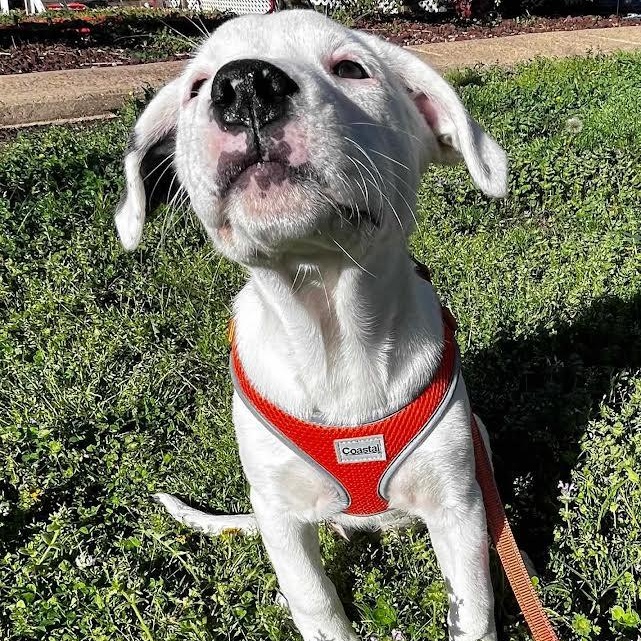 Enlarge Candy Cane, a Adoptable mixed breed in Austin, AR image 2/3