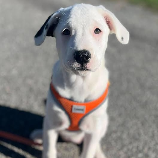 Enlarge Candy Cane, a Adoptable mixed breed in Austin, AR image 1/3