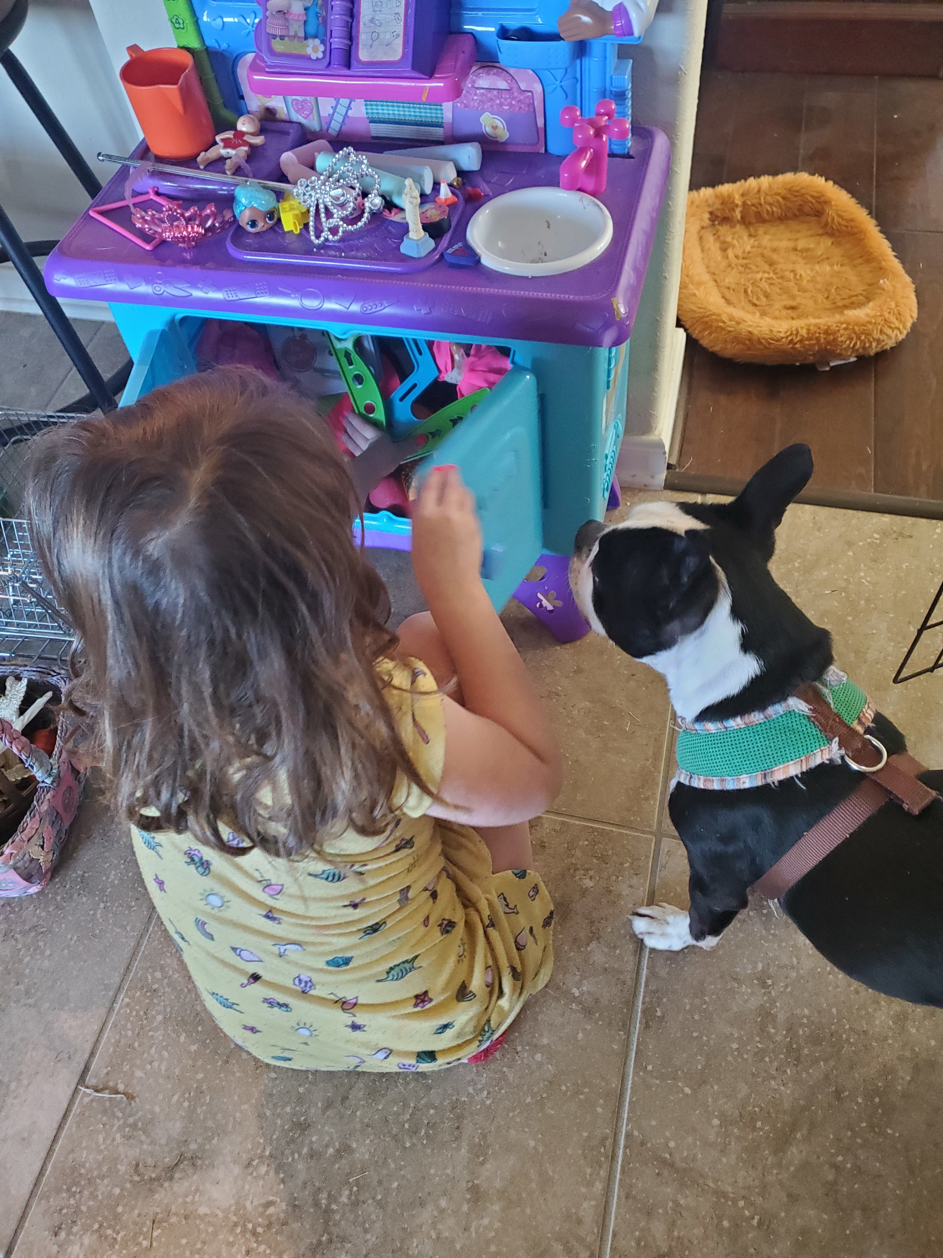 WEBSTER - in Heaven, Adoptable, Adult Male Boston Terrier.