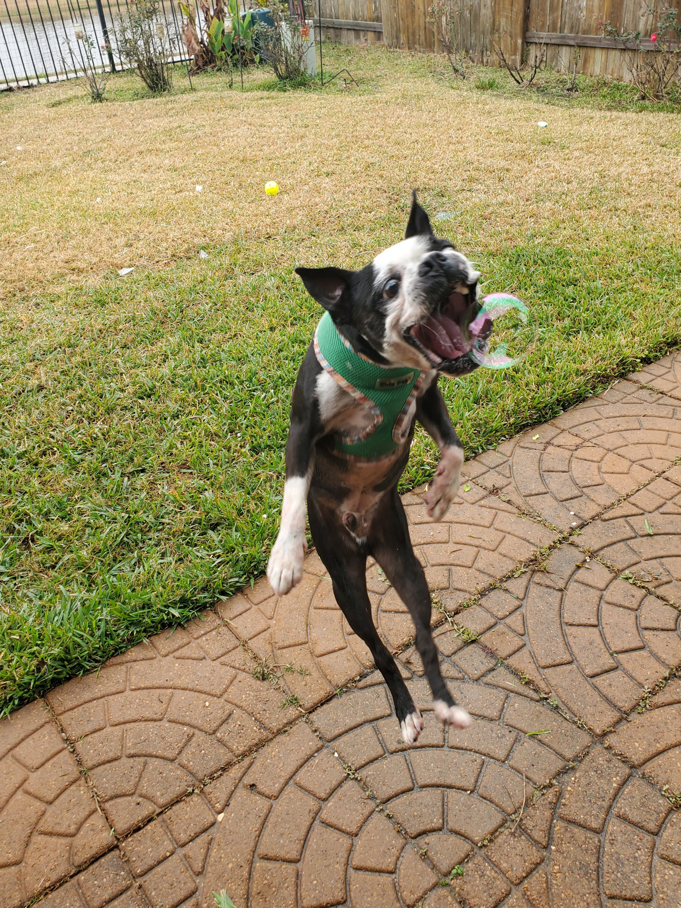 WEBSTER - in Heaven, a Adoptable Boston Terrier in Spring, TX image 2/3