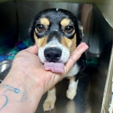 Payton Sanford, a Adoptable Corgi in Broken Arrow, OK image 1/3