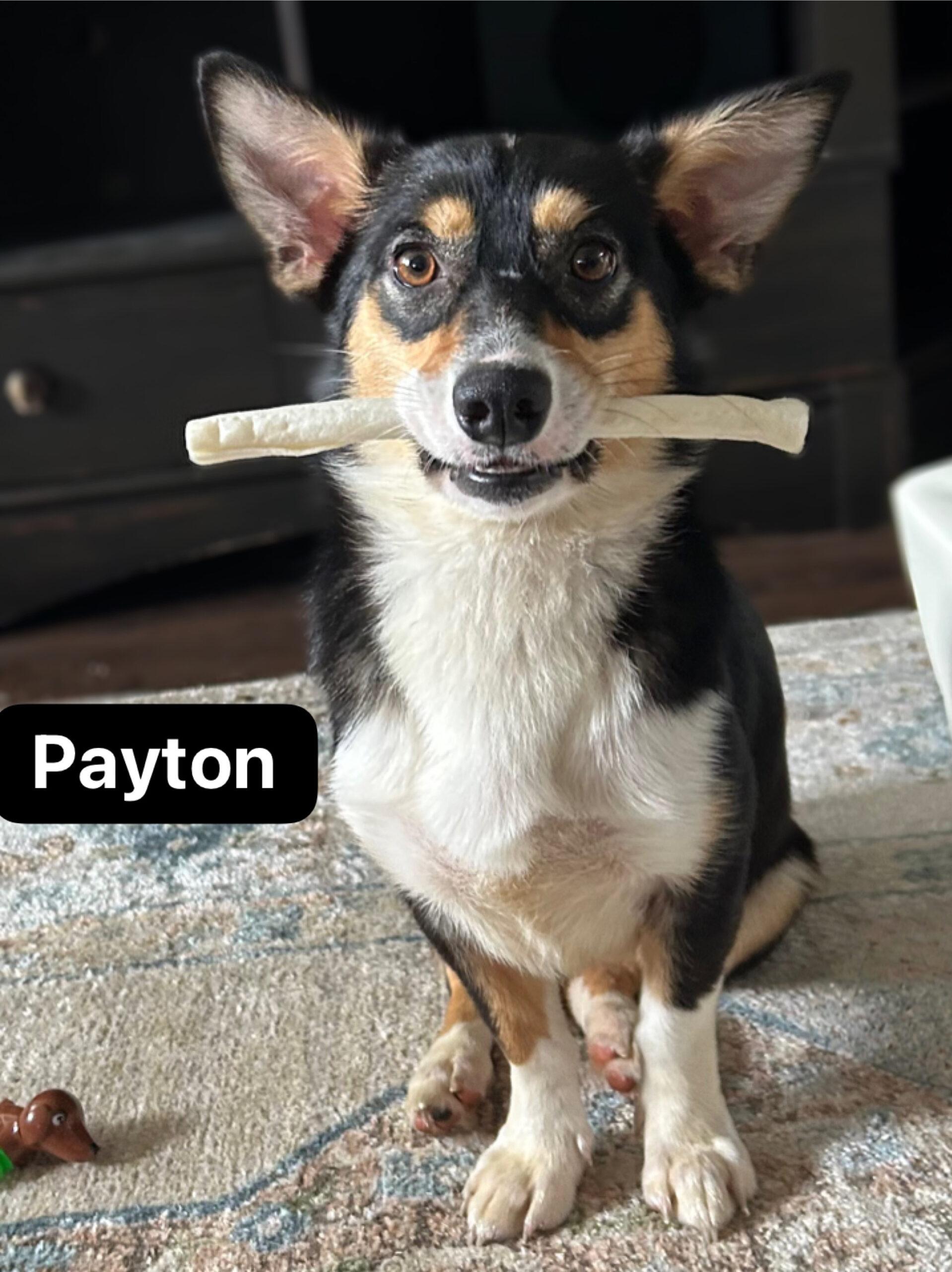 Payton Sanford, a Adoptable Corgi in Broken Arrow, OK image 2/3