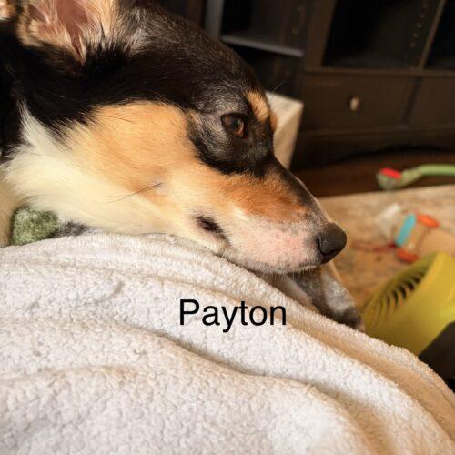 Payton Sanford, a Adoptable Corgi in Broken Arrow, OK image 3/3