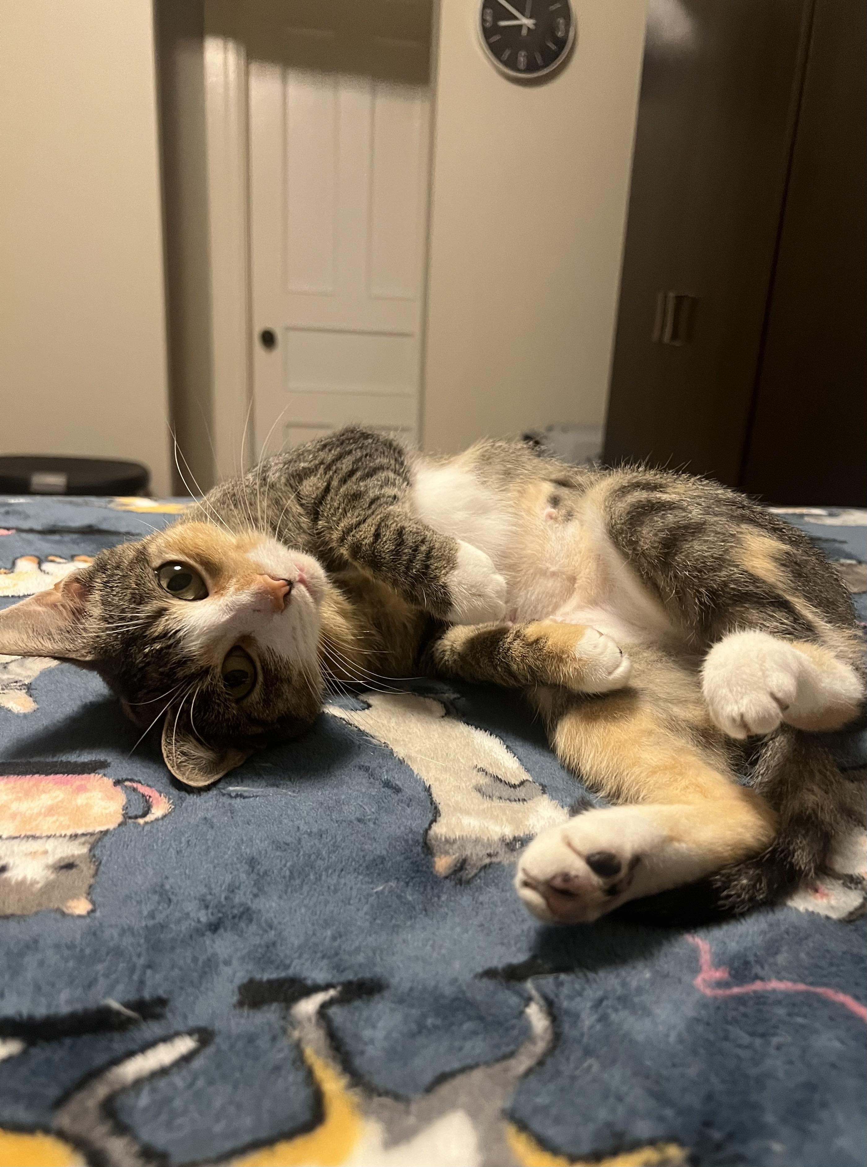 Rumi, a Adoptable Domestic Short Hair in Rochester , NY image 5/6