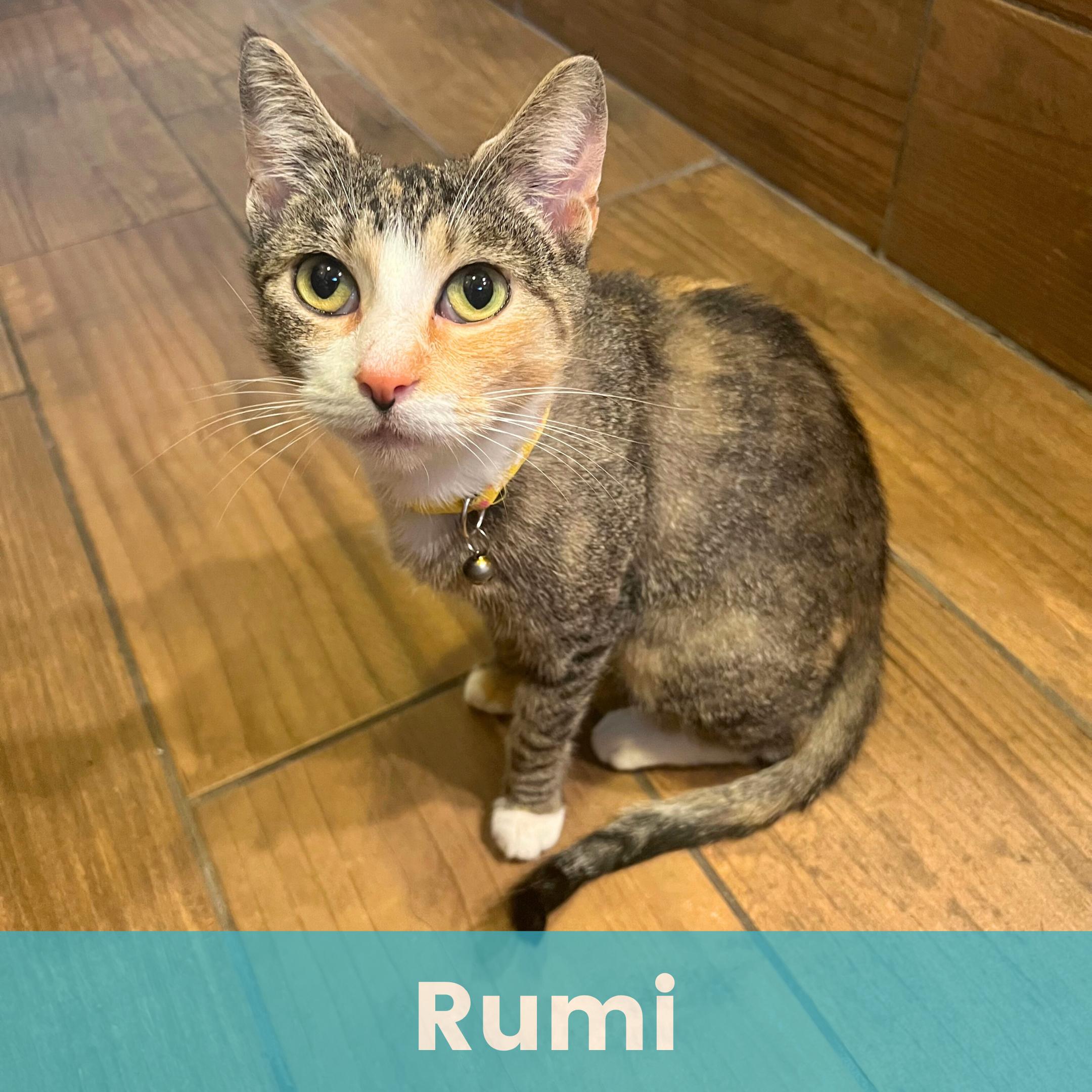 Rumi, a Adoptable Domestic Short Hair in Rochester , NY image 1/6