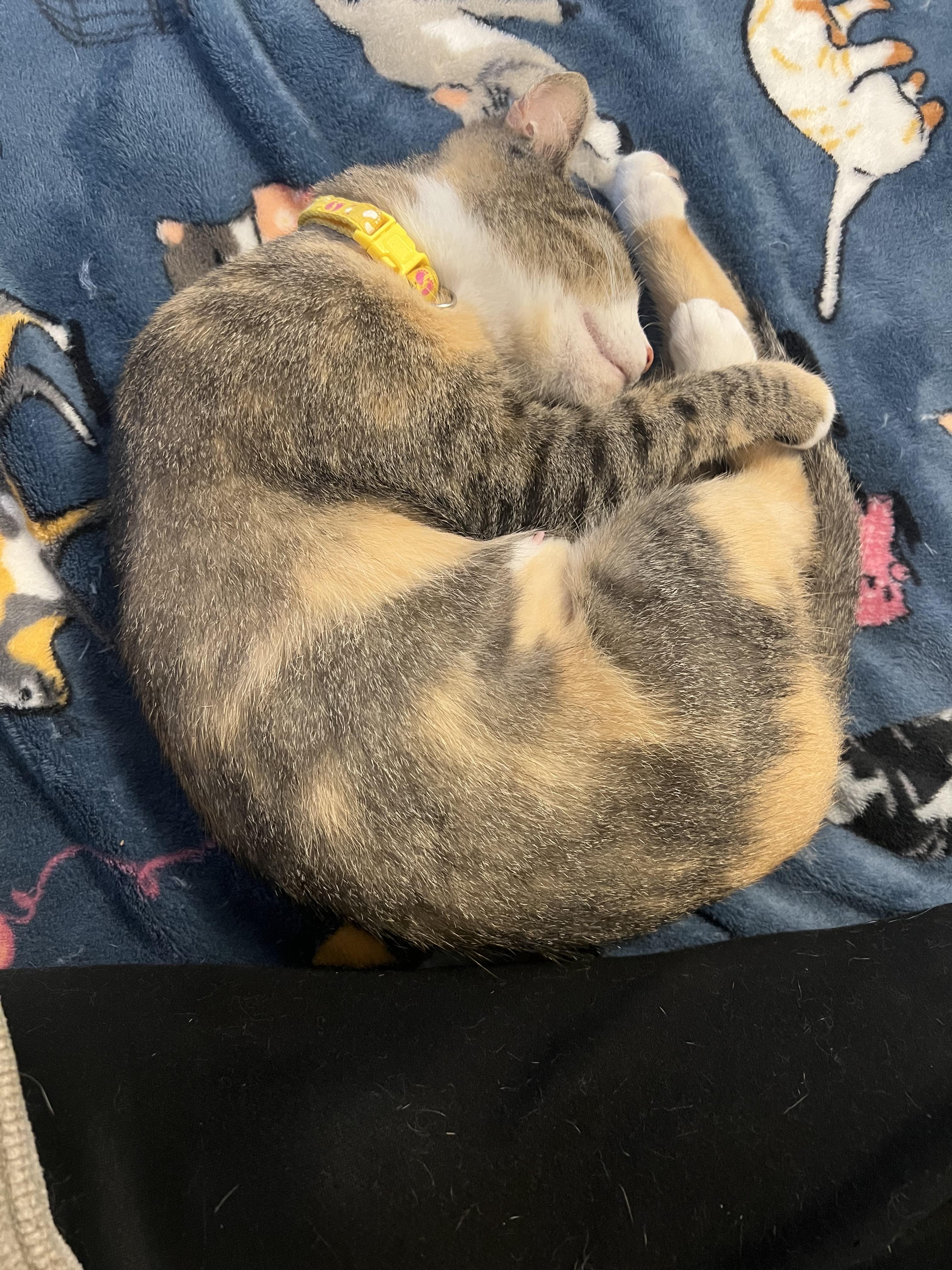 Rumi, a Adoptable Domestic Short Hair in Rochester , NY image 4/6