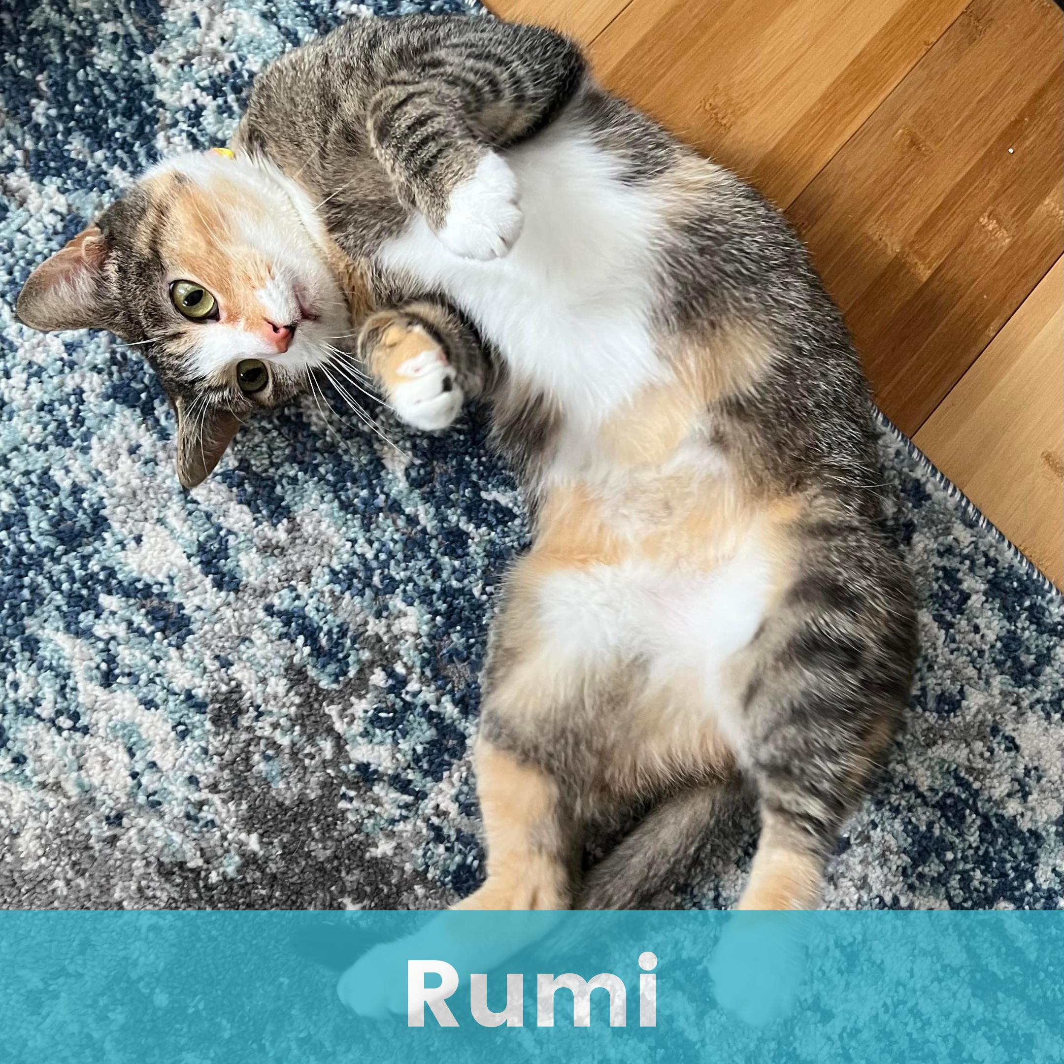 Rumi, Adoptable, Young Female Domestic Short Hair.