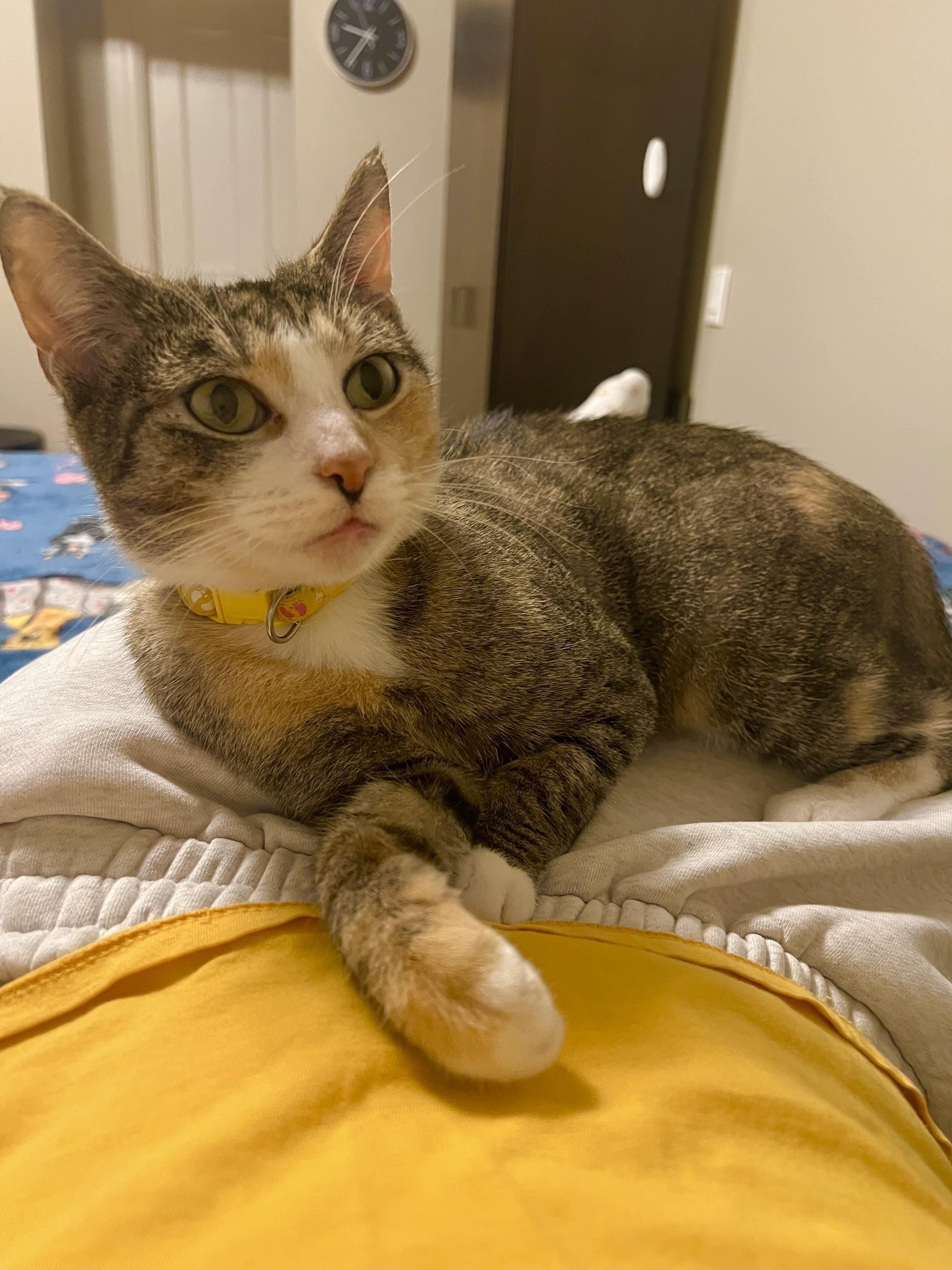 Rumi, a Adoptable Domestic Short Hair in Rochester , NY image 3/6