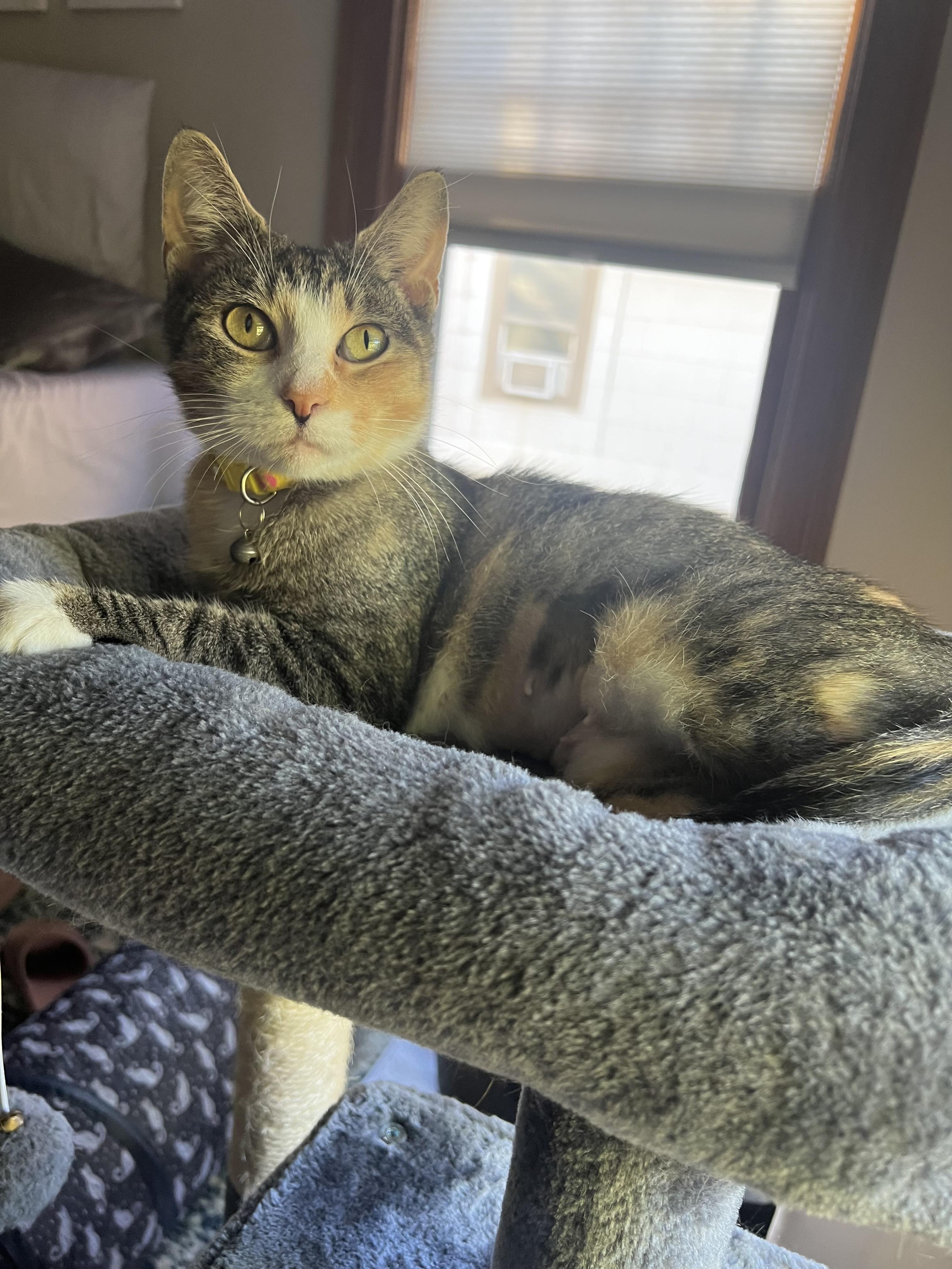 Rumi, a Adoptable Domestic Short Hair in Rochester , NY image 6/6