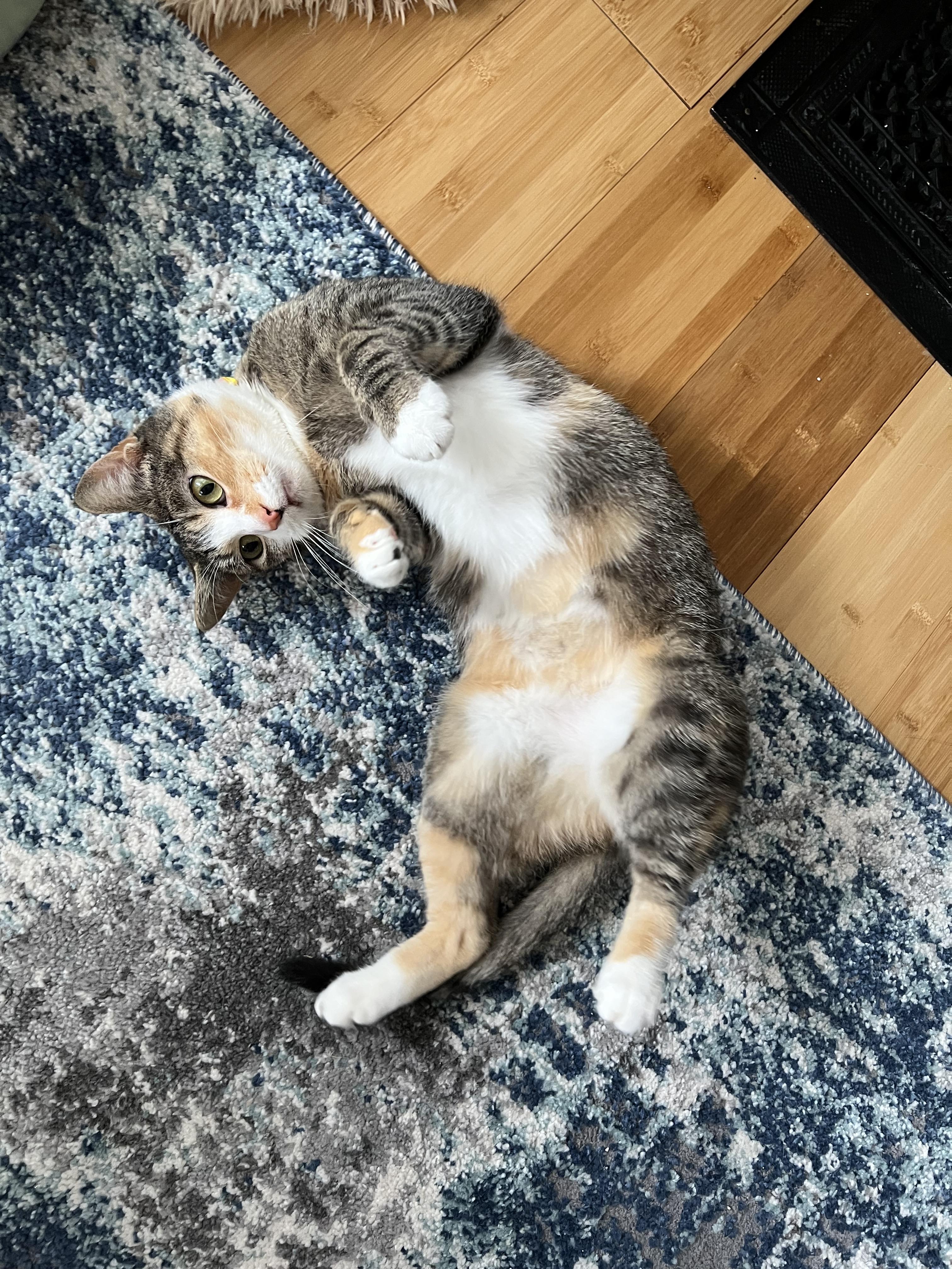 Rumi, a Adoptable Domestic Short Hair in Rochester , NY image 2/6