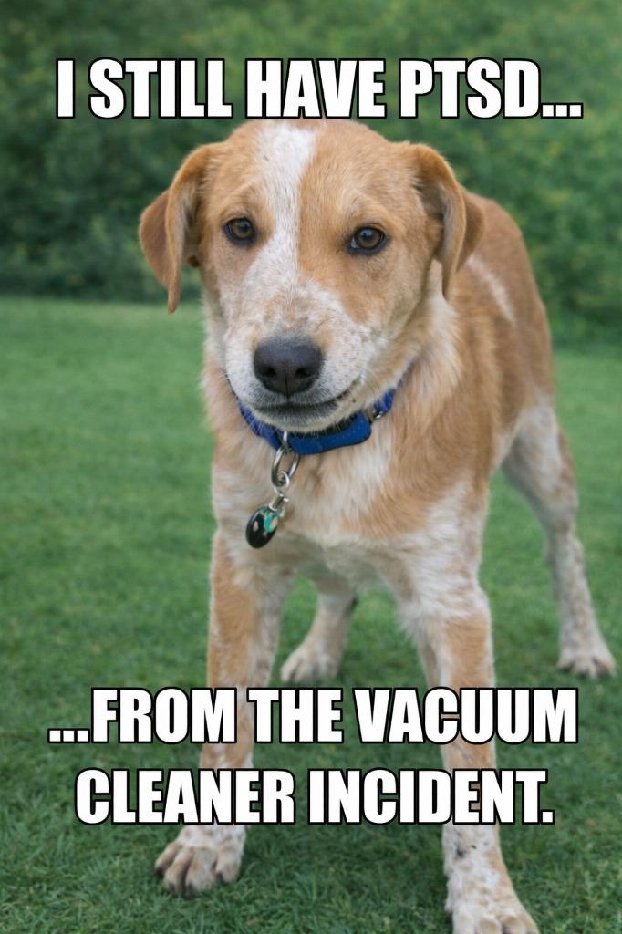 Enlarge Anansi, a Adoptable mixed breed in Fort Stockton, TX image 2/5