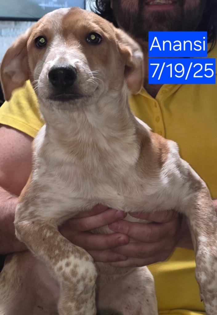 Anansi, Adoptable, Young Male Mixed Breed.