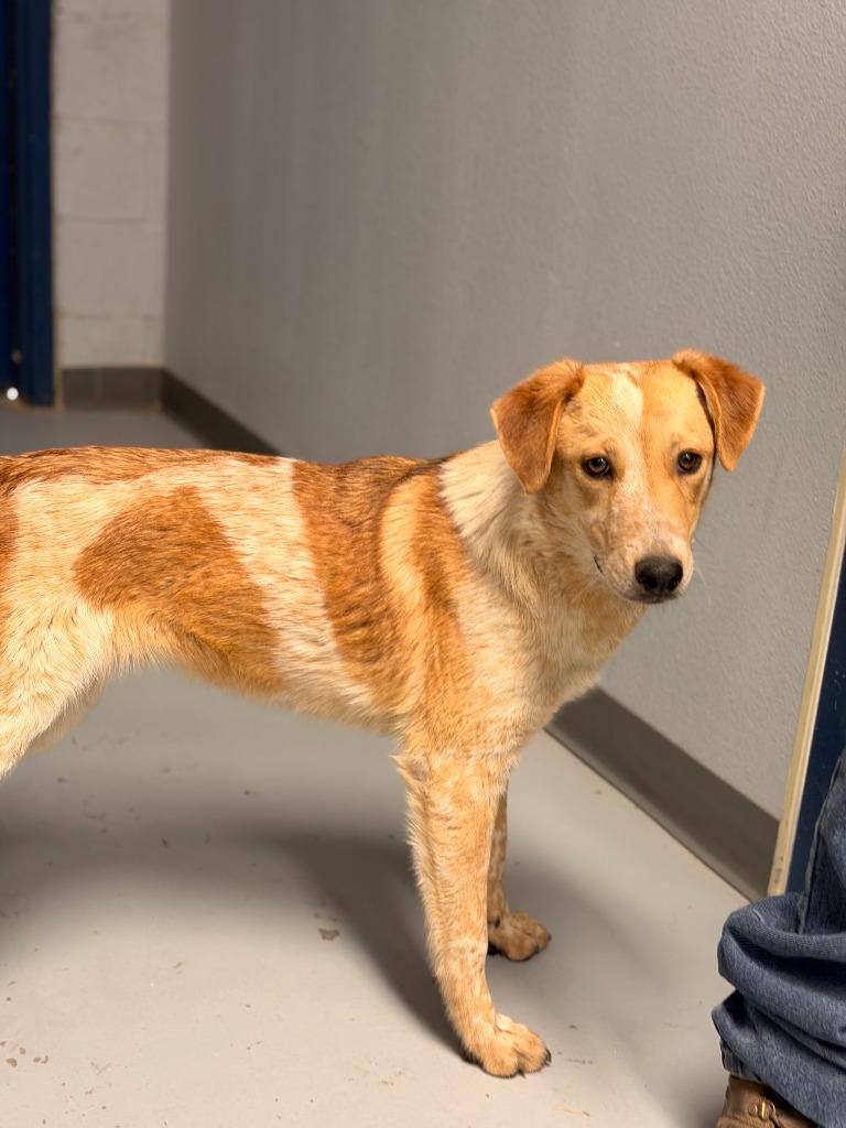 Enlarge Anansi, a Adoptable mixed breed in Fort Stockton, TX image 2/6