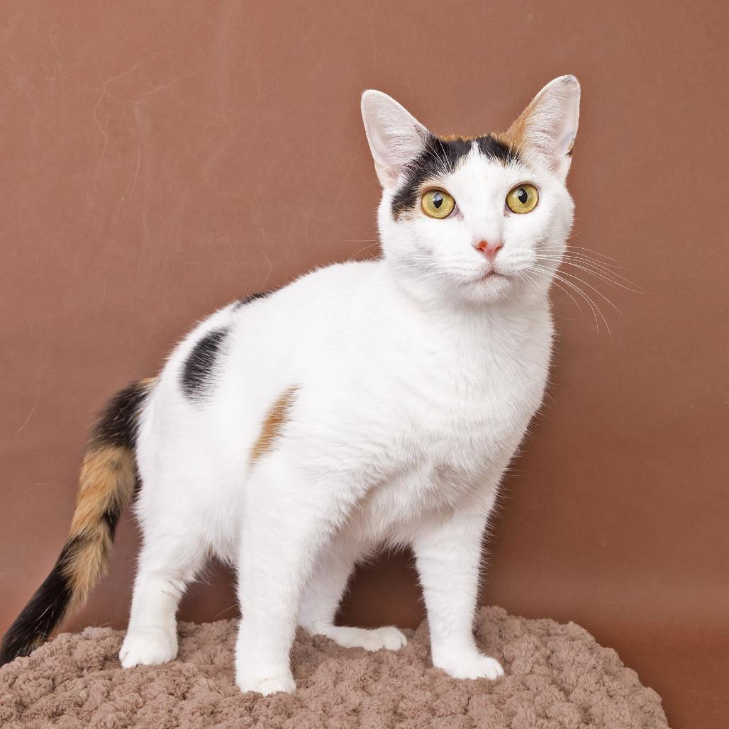 Enlarge Lola, a Adoptable Domestic Short Hair in Franklin, TN image 2/3