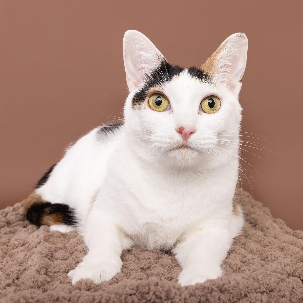 Enlarge Lola, a Adoptable Domestic Short Hair in Franklin, TN image 3/3