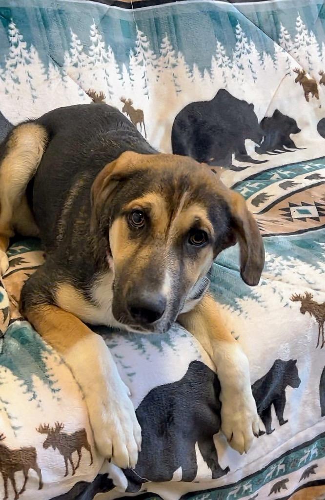 STUNK, Adoptable, Puppy Male Mixed Breed.