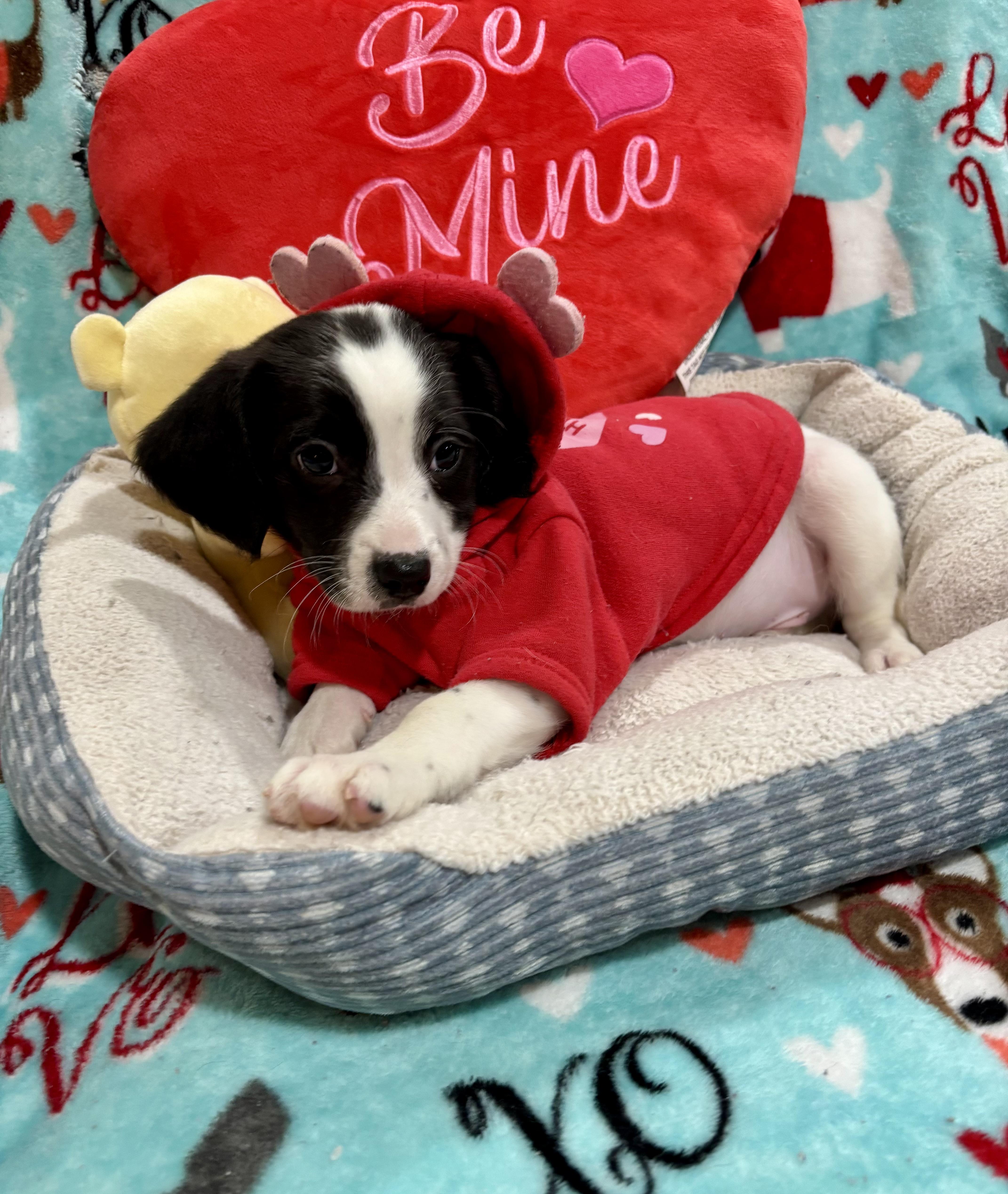 Enlarge Bruno Mars, a ADOPTABLE mixed breed in Foster, OR image 6/6