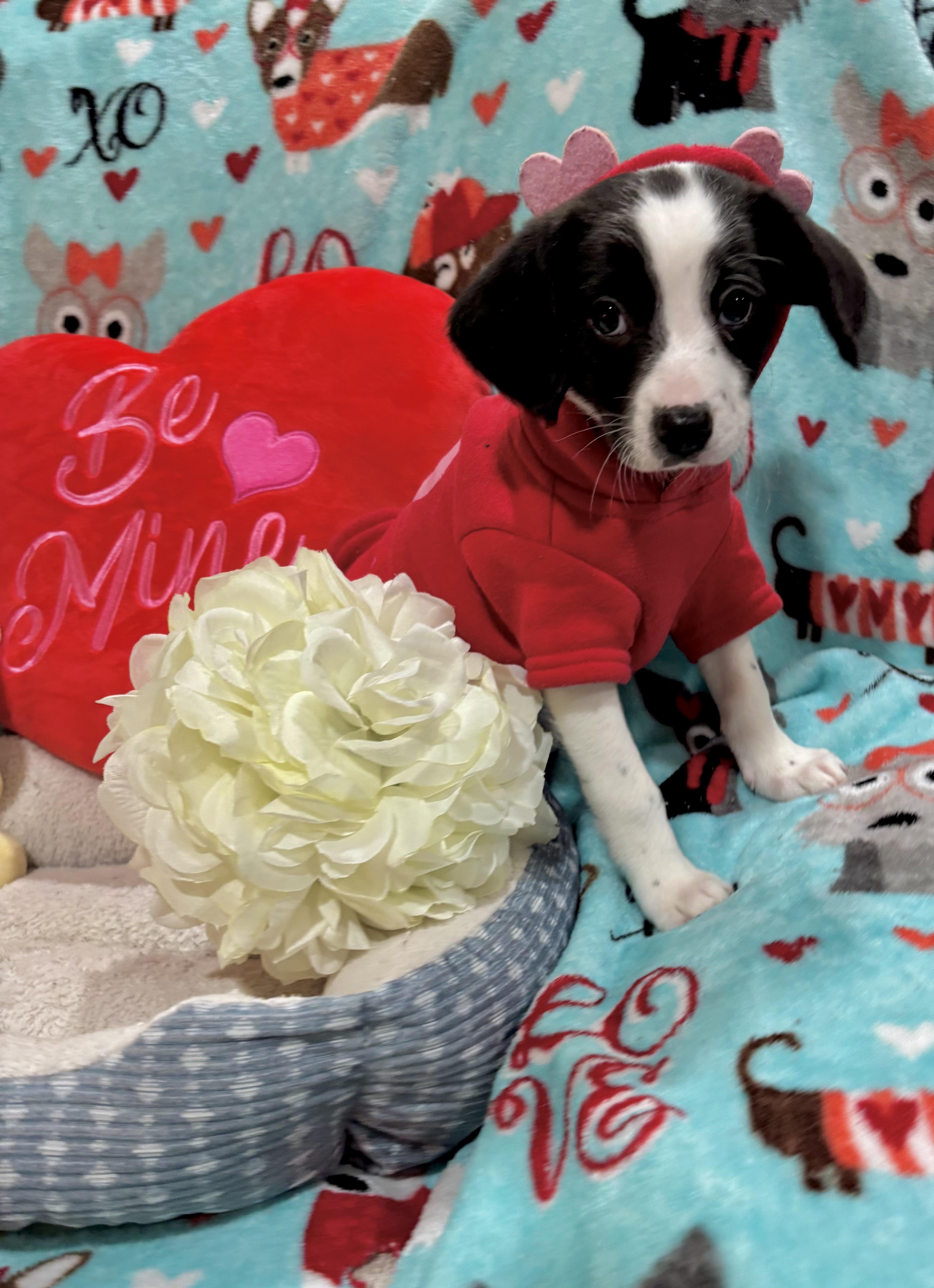 Enlarge Bruno Mars, a ADOPTABLE mixed breed in Foster, OR image 4/6