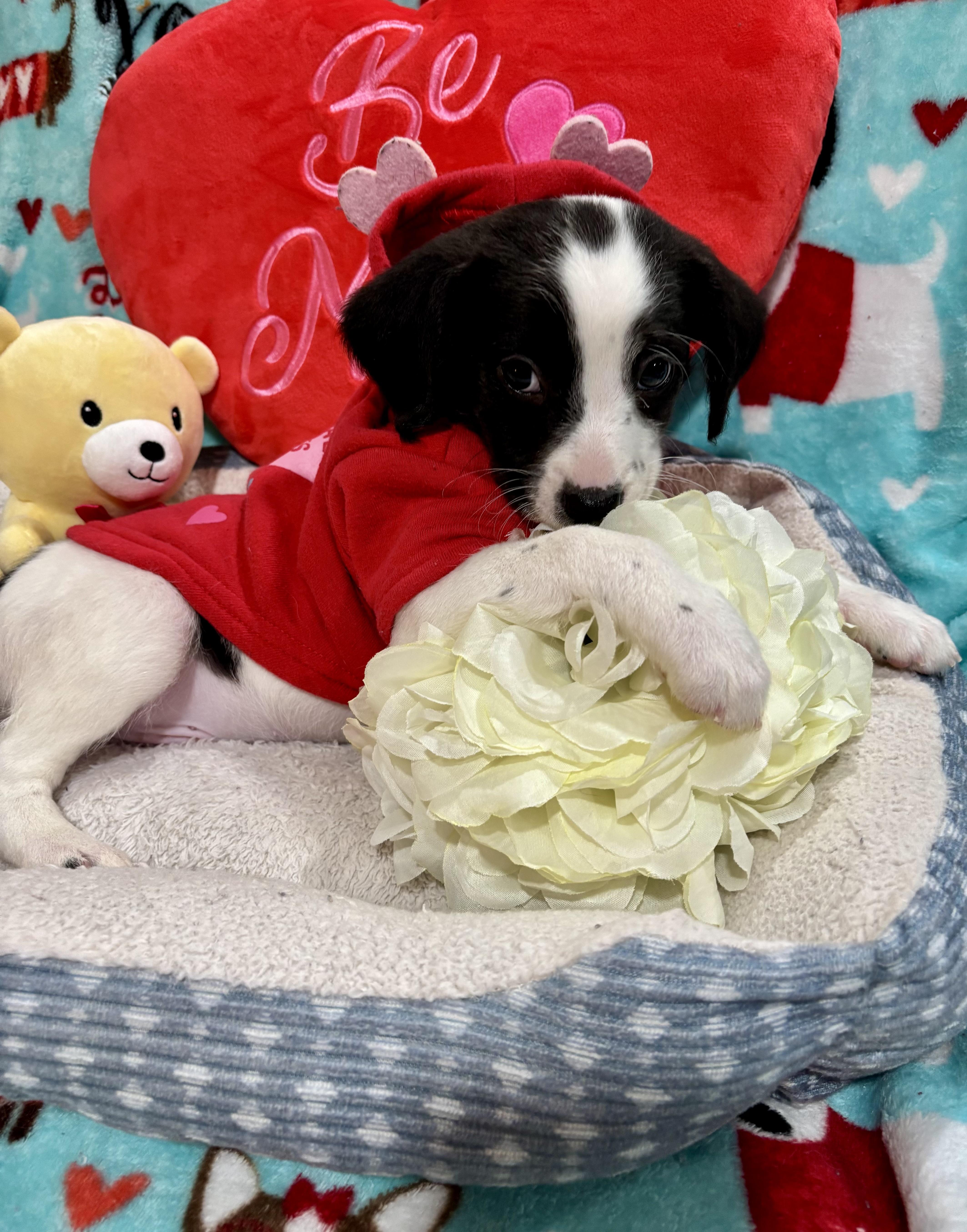 Enlarge Bruno Mars, a ADOPTABLE mixed breed in Foster, OR image 3/6