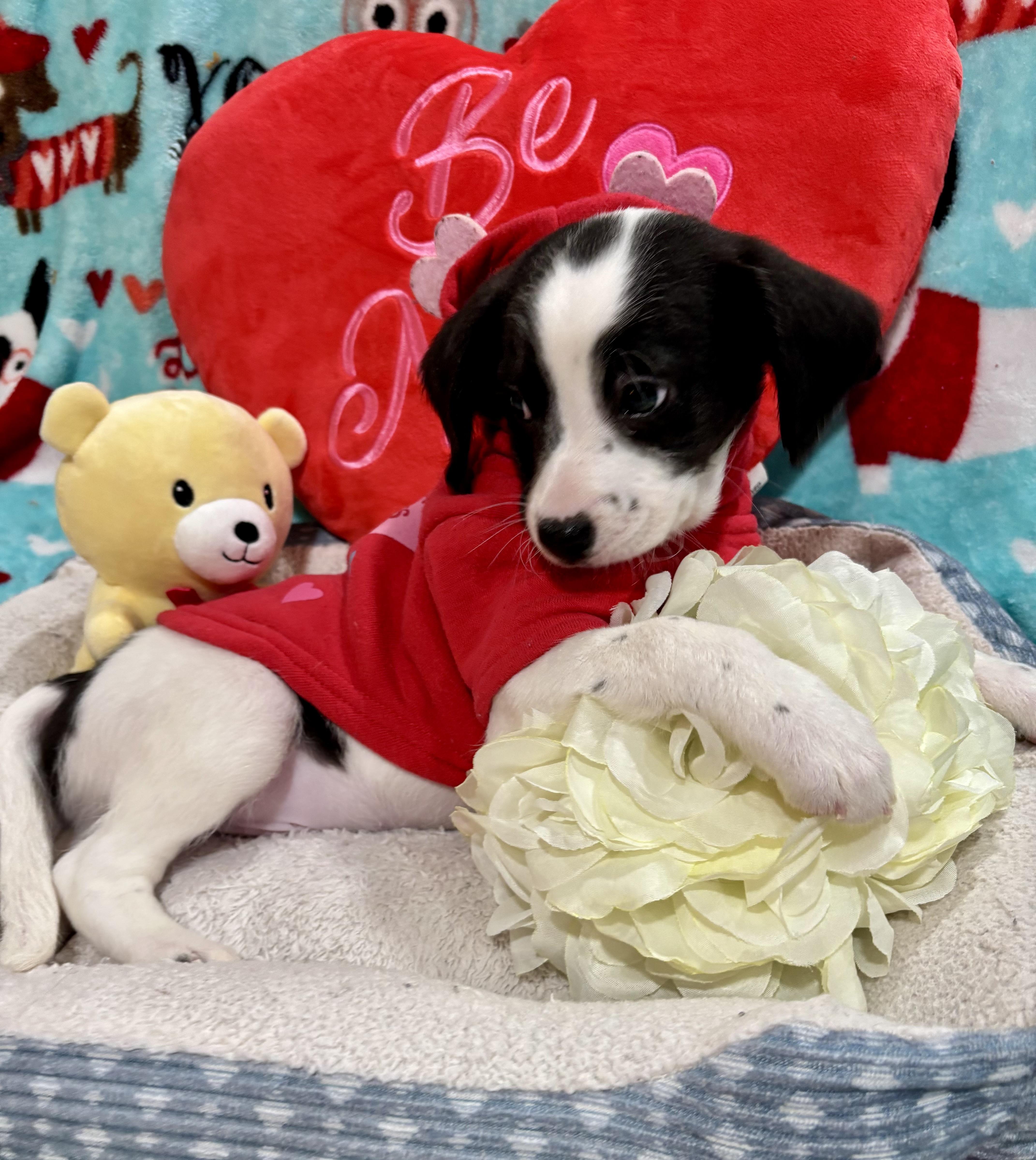 Bruno Mars, ADOPTABLE, Puppy Male Spaniel & Terrier.