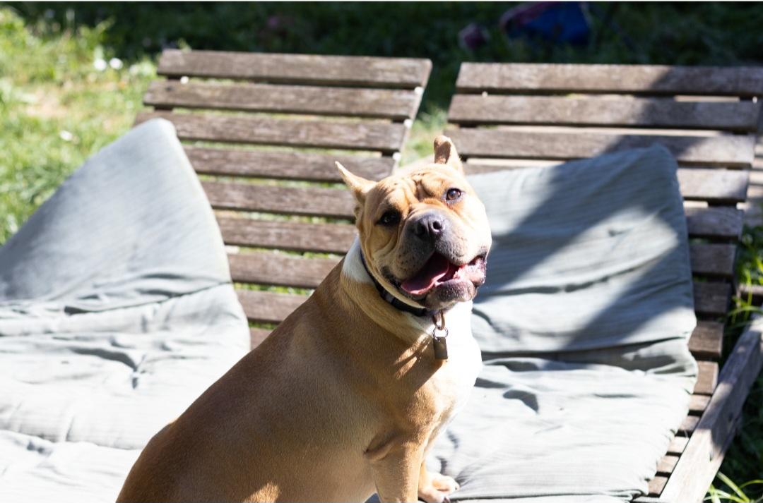 Bertha, a Adoptable mixed breed image 2/6